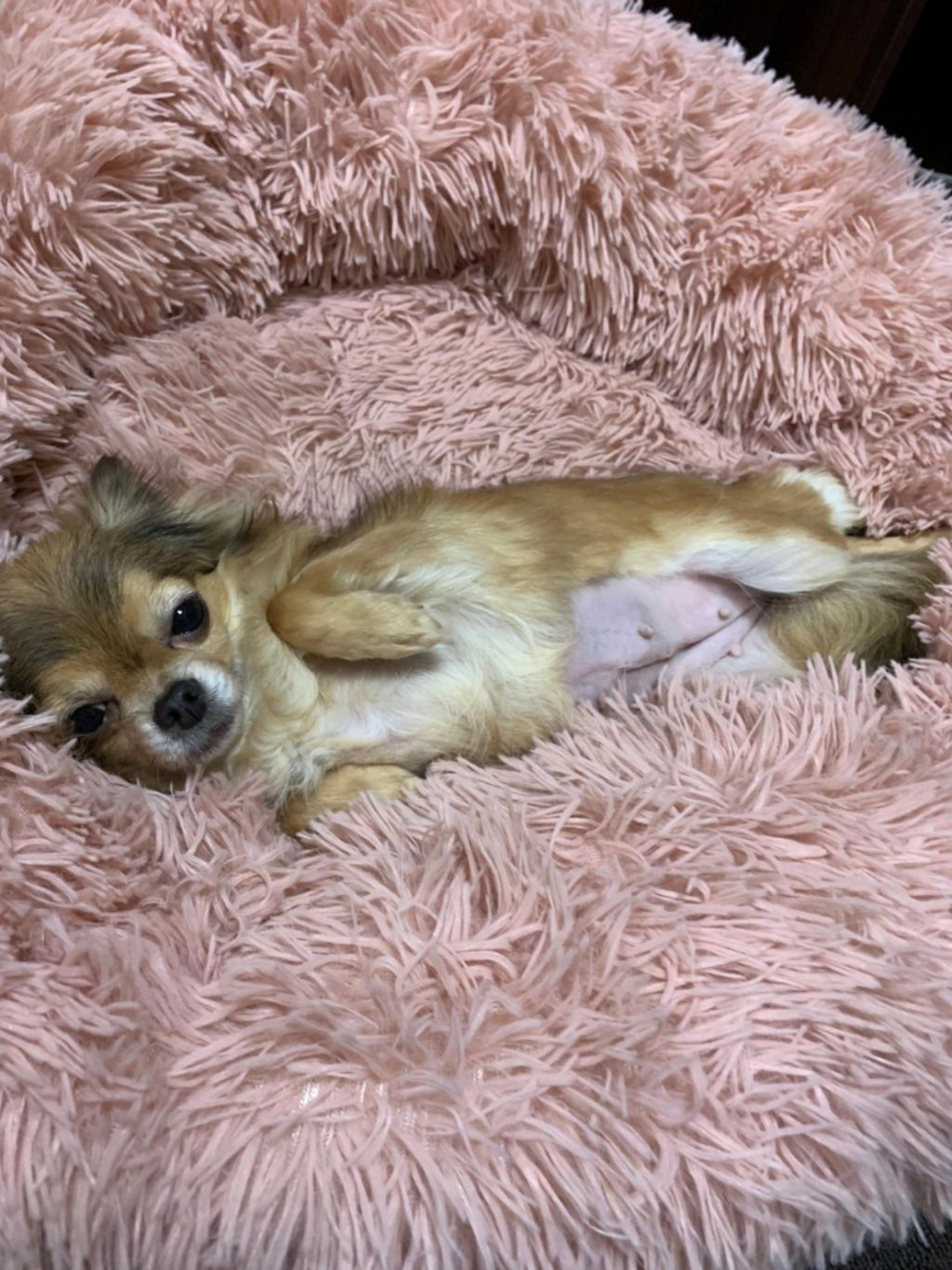 pet-image-6