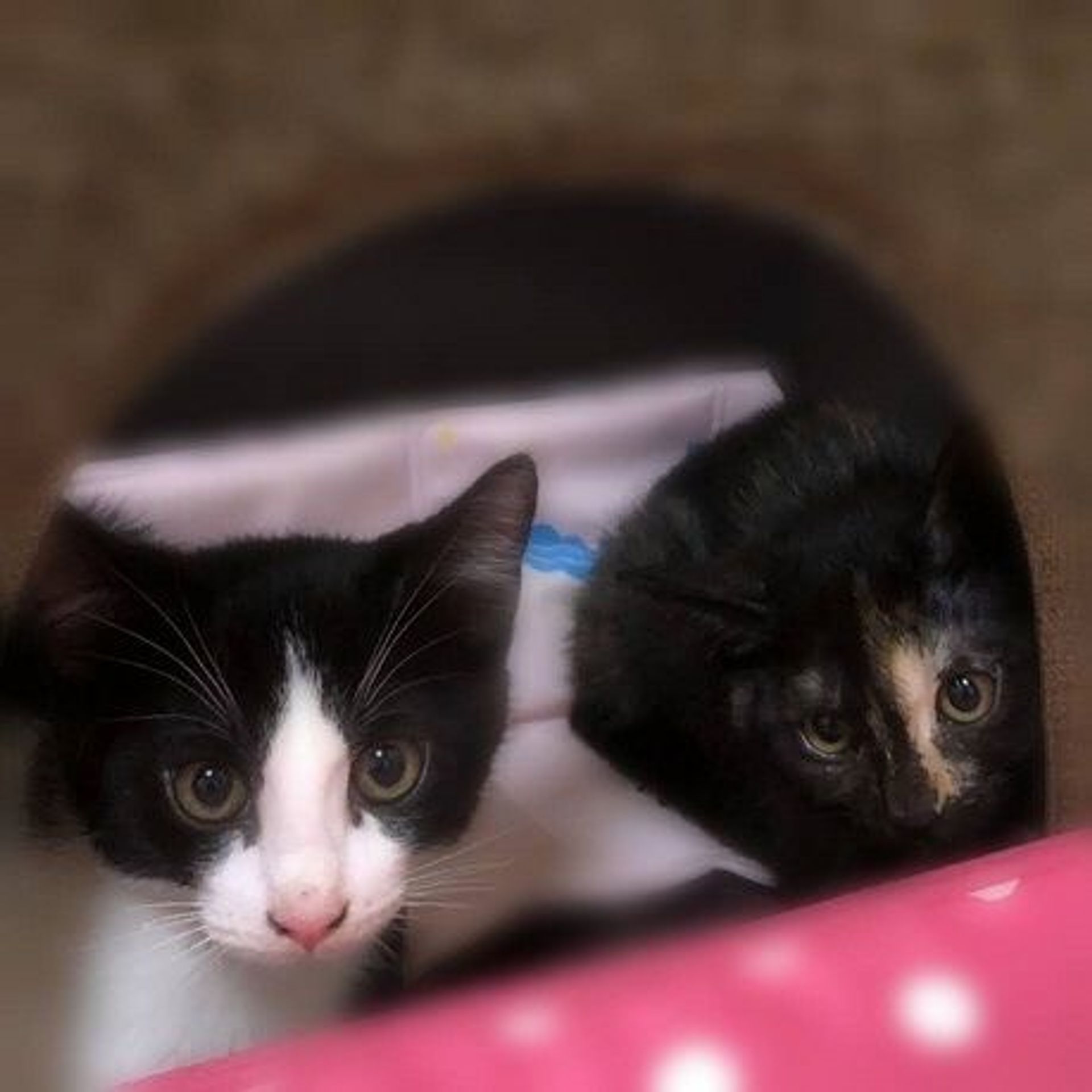 雑種（ミックス猫）・オスの里親募集の写真