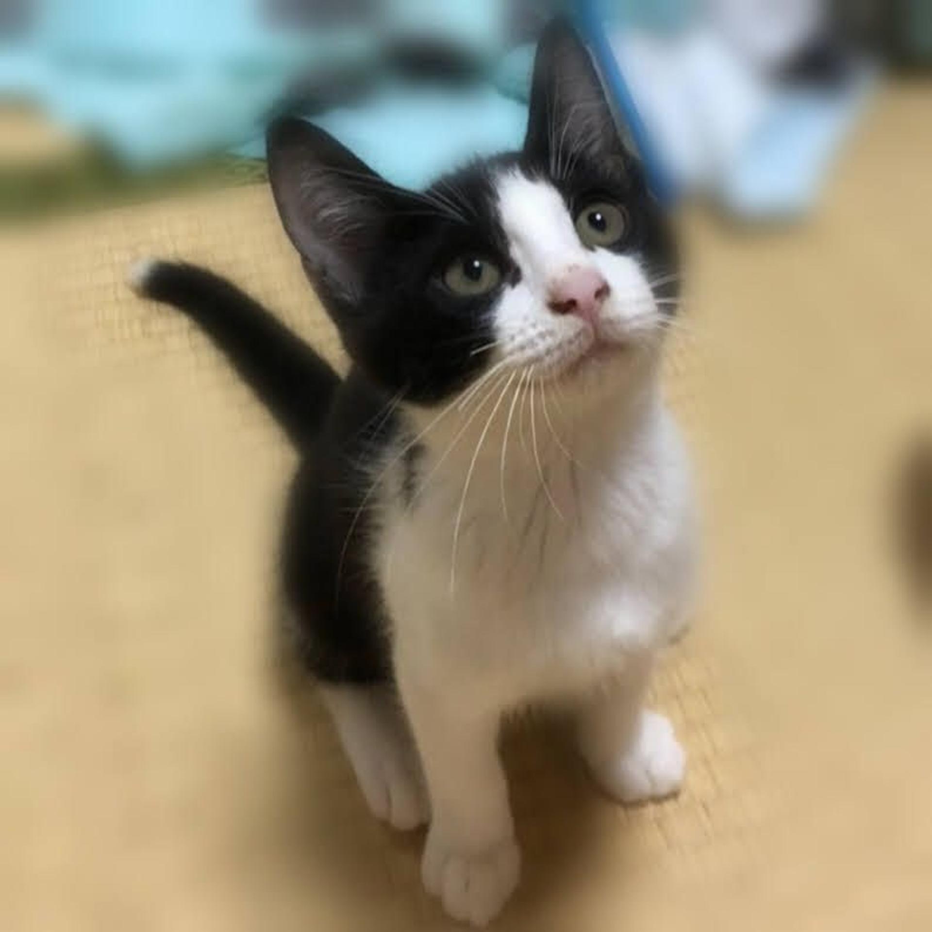 pet-image-2