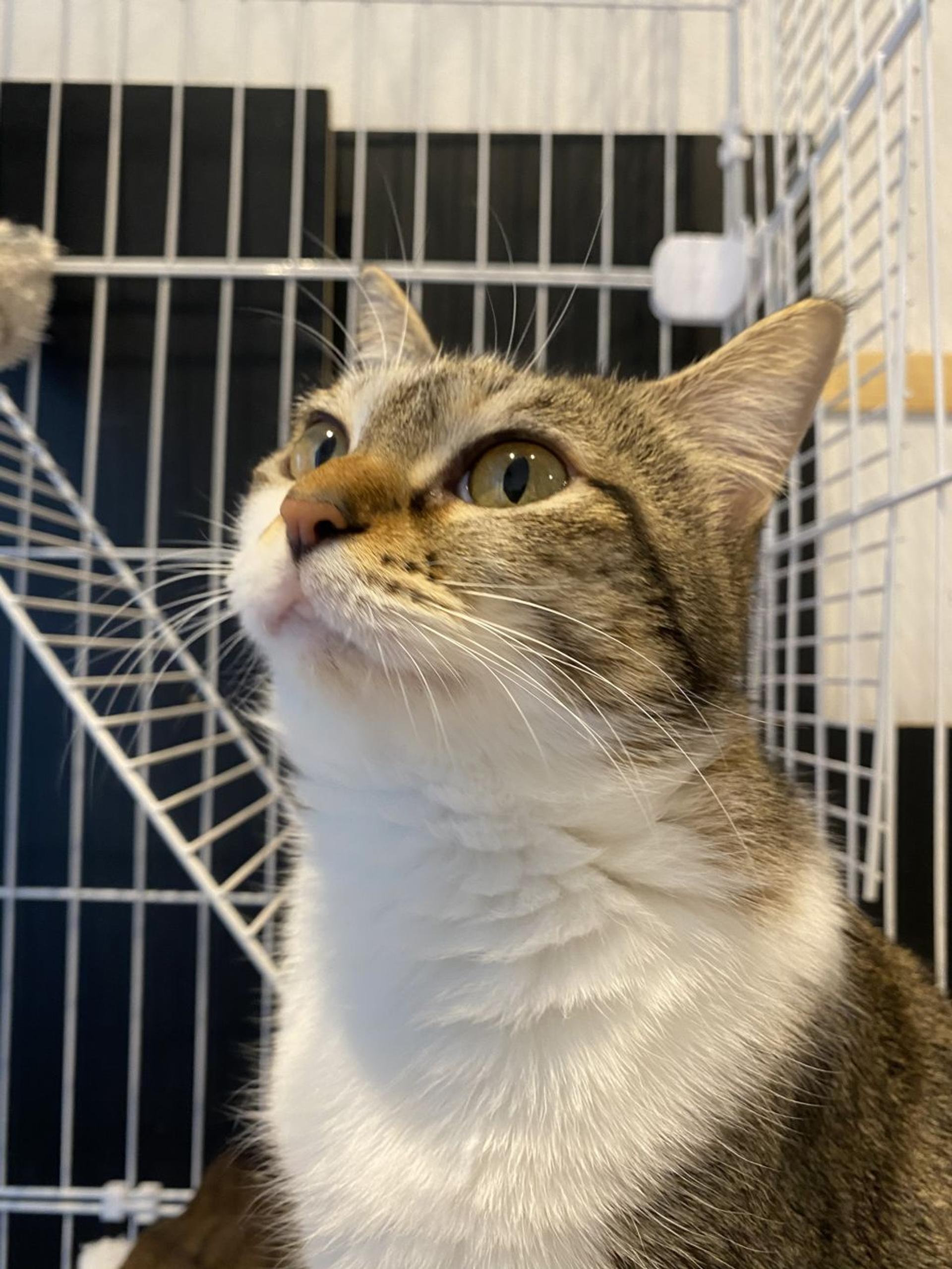 pet-image-6