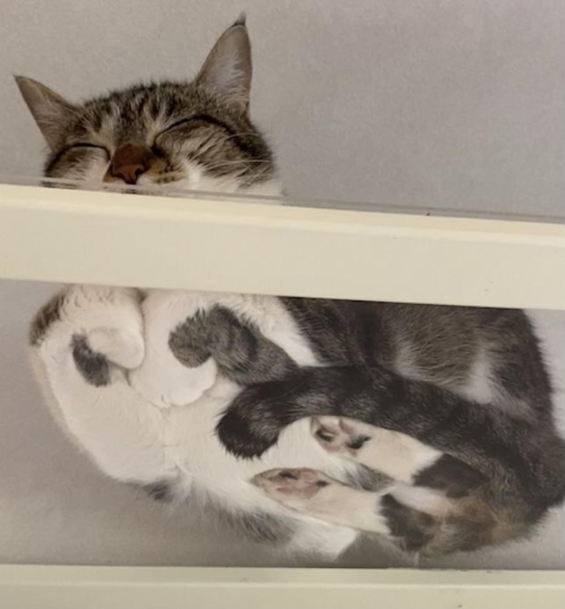 pet-image-7