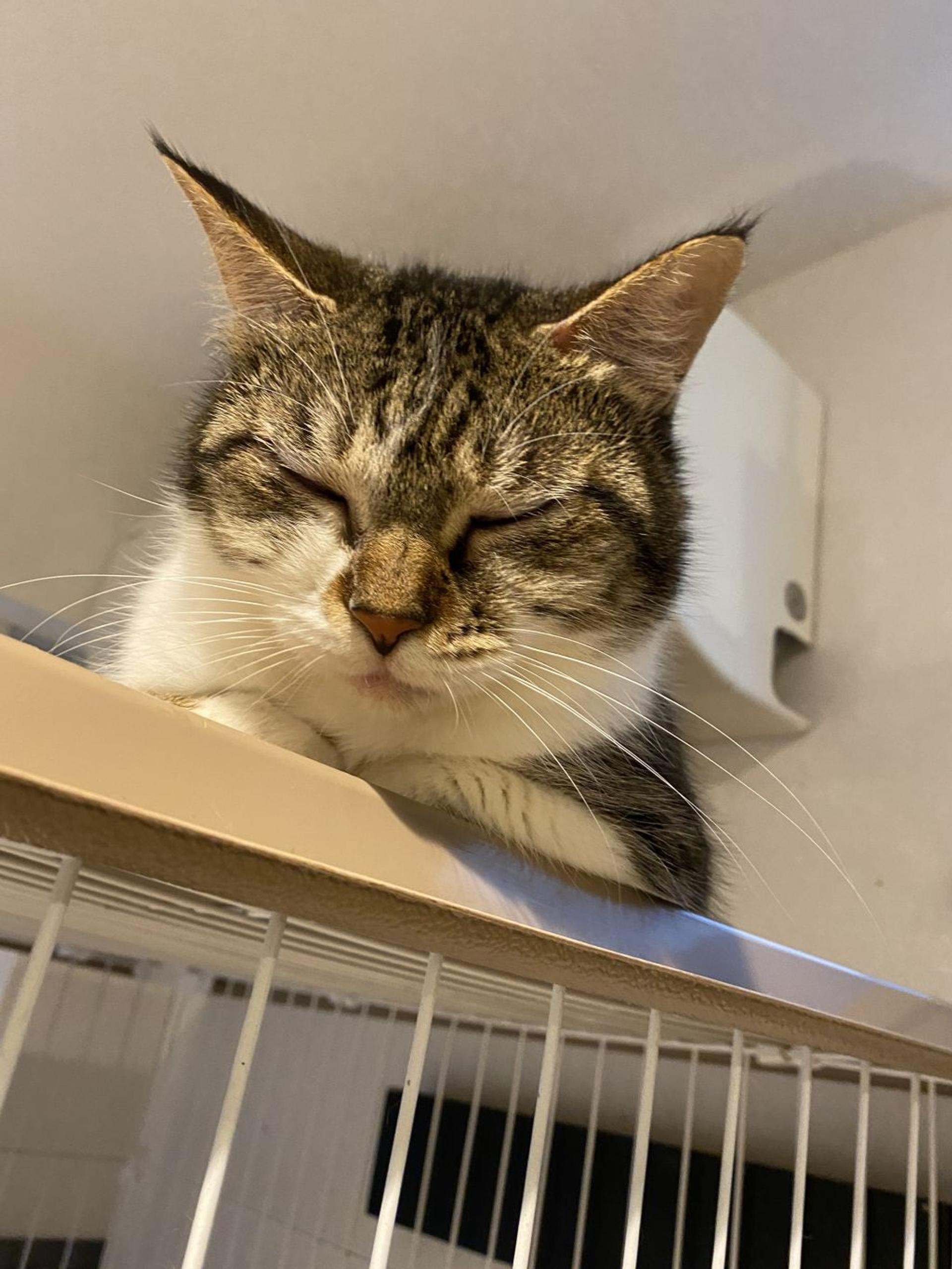 pet-image-2