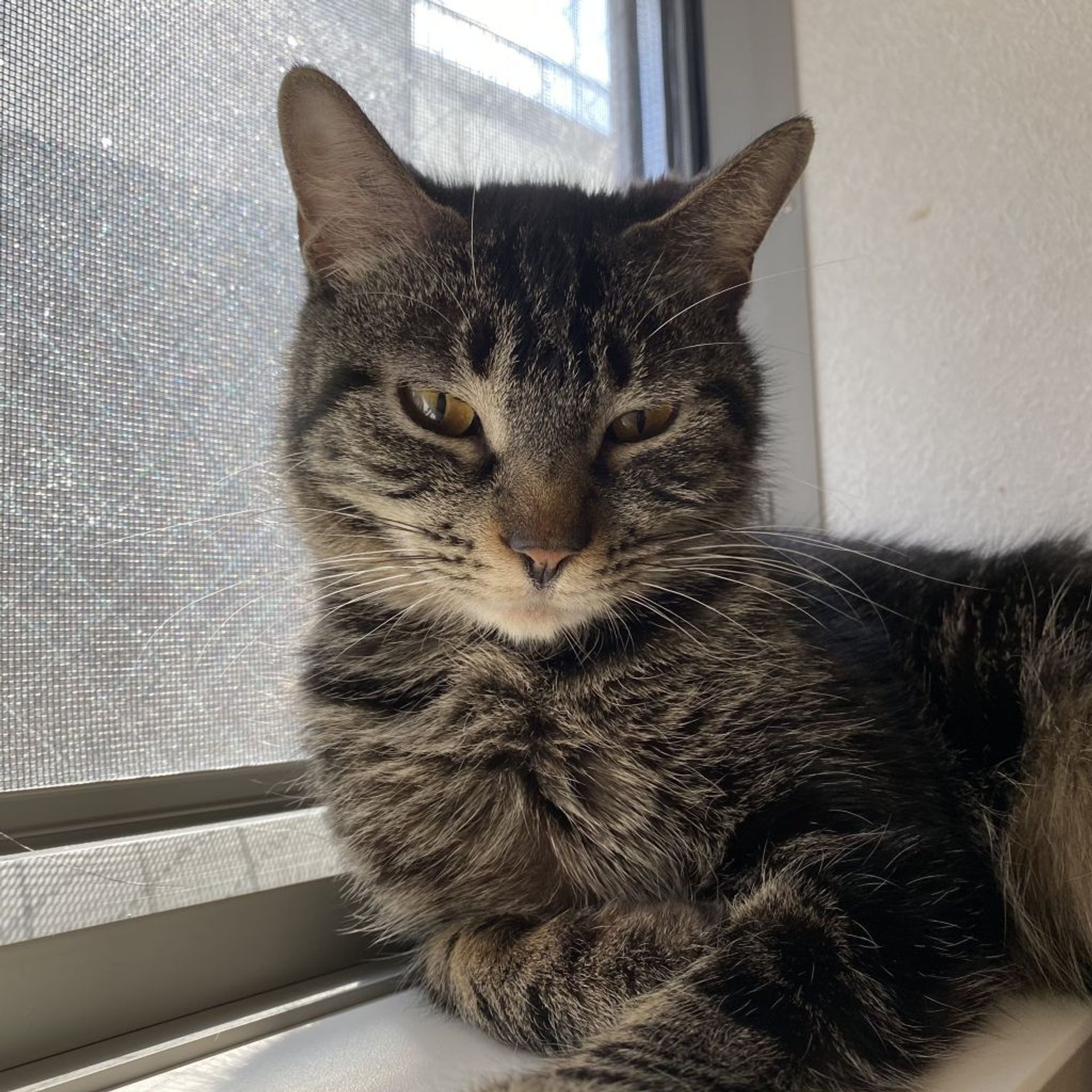 雑種（ミックス猫）・メスの里親募集の写真