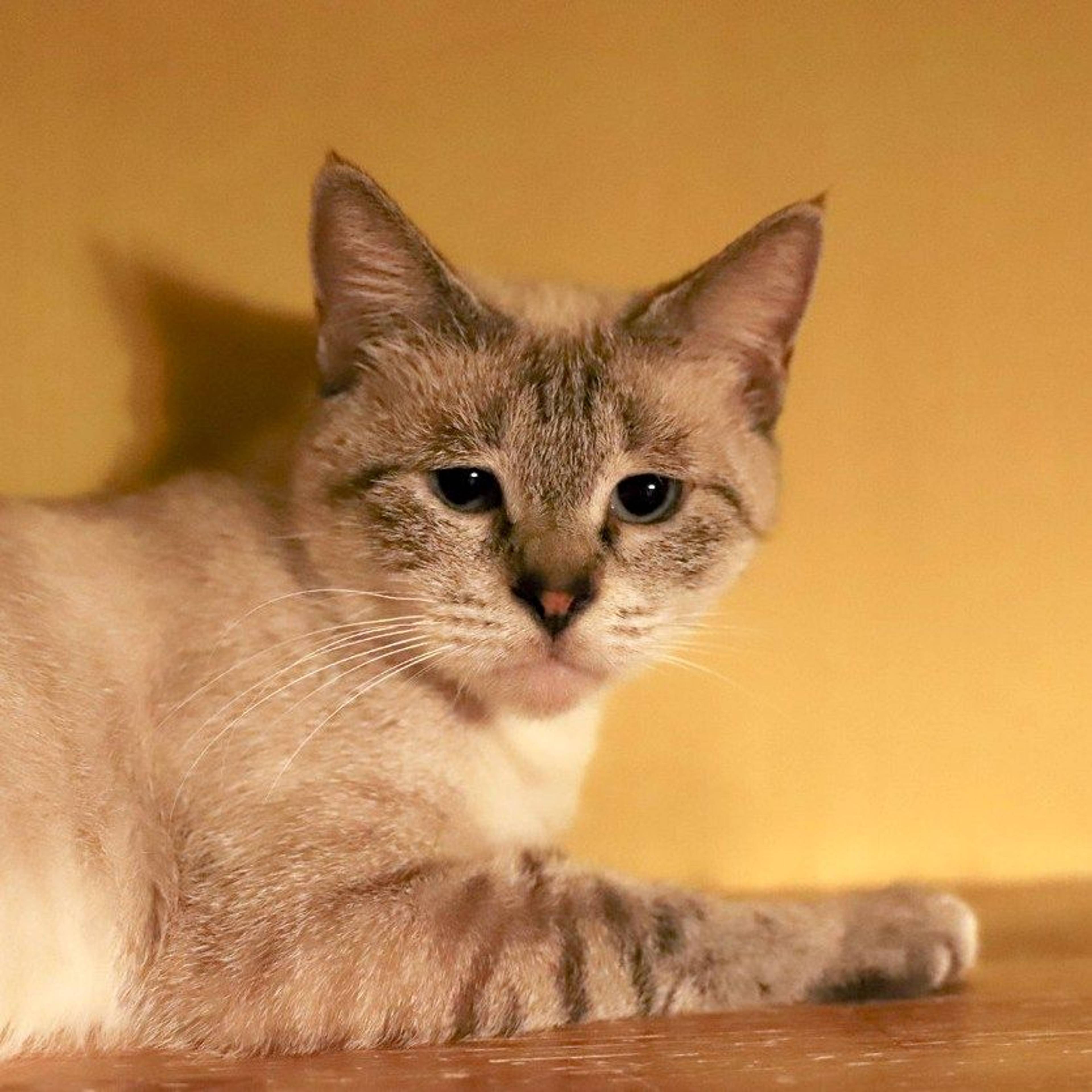 雑種（ミックス猫）・メスの里親募集の写真