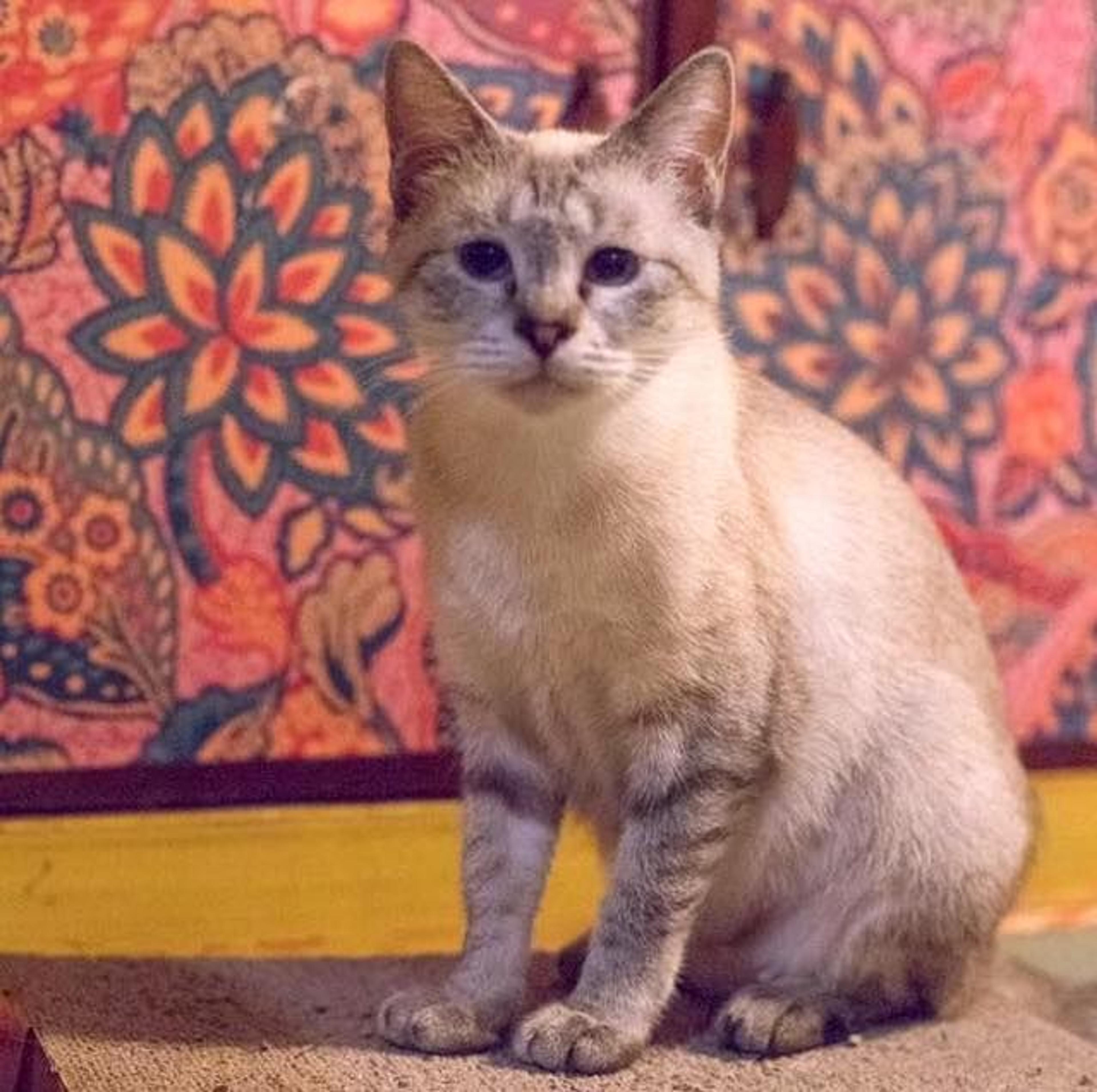 pet-image-3