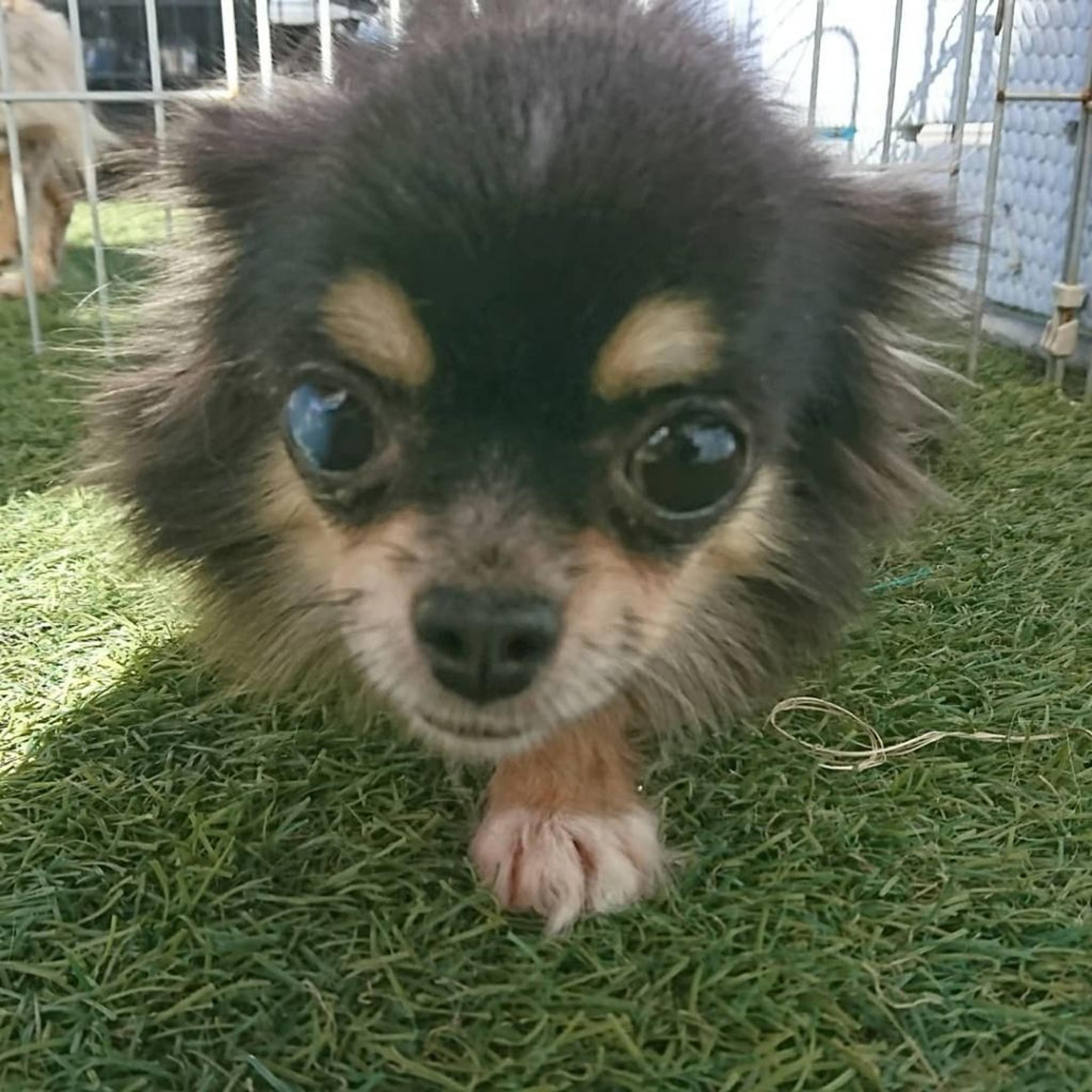 pet-image-2