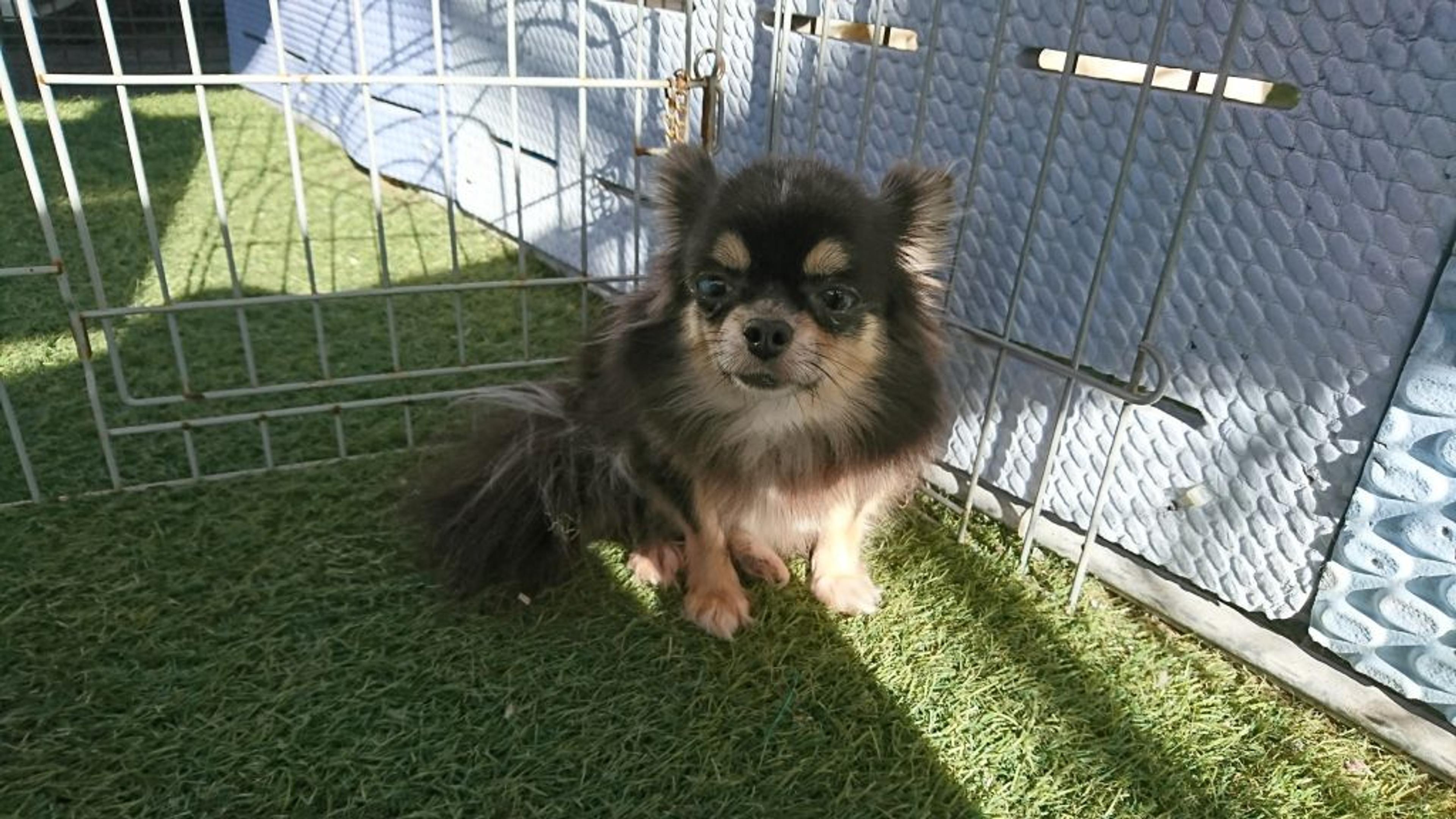 pet-image-3