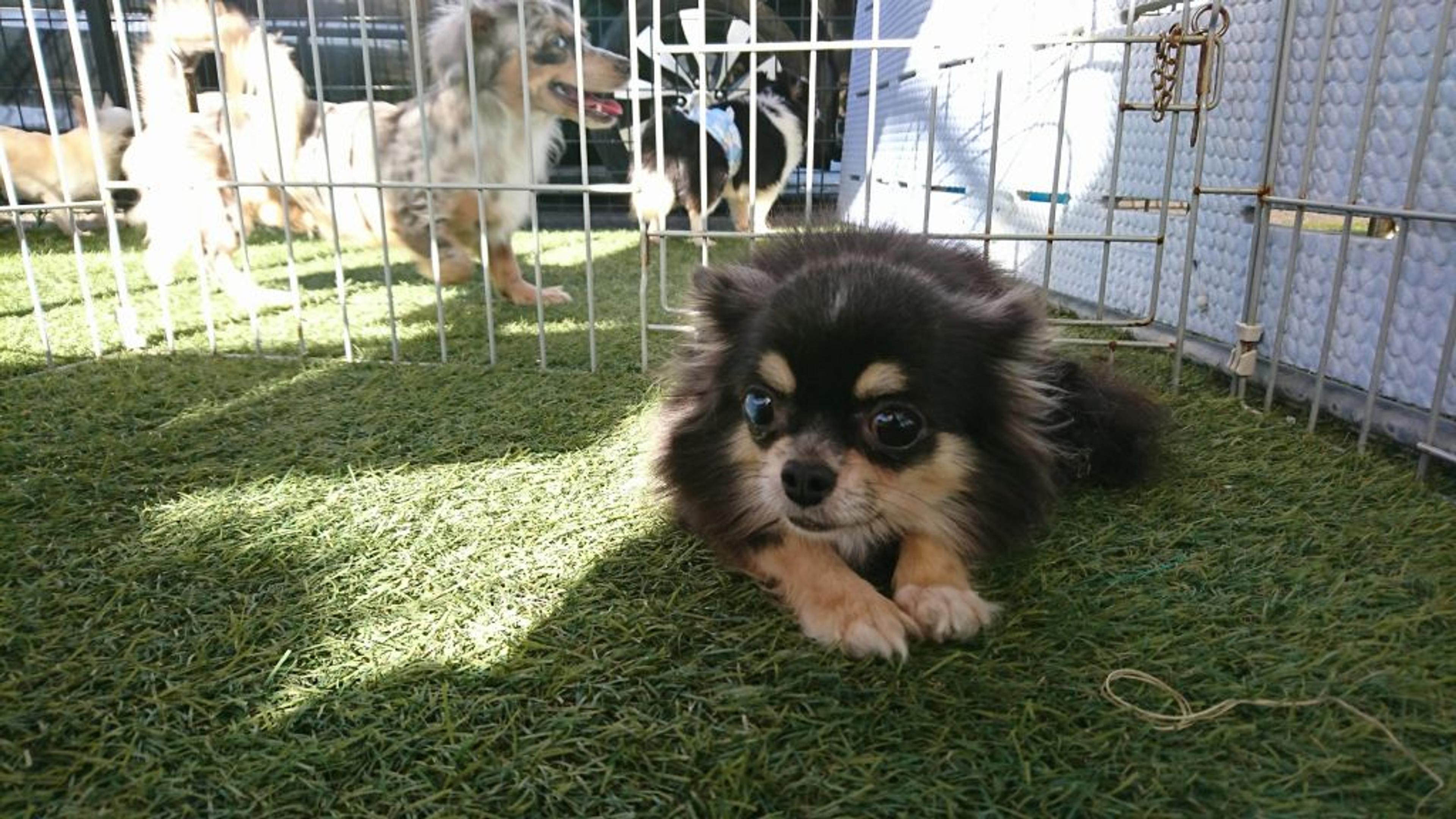 pet-image-4