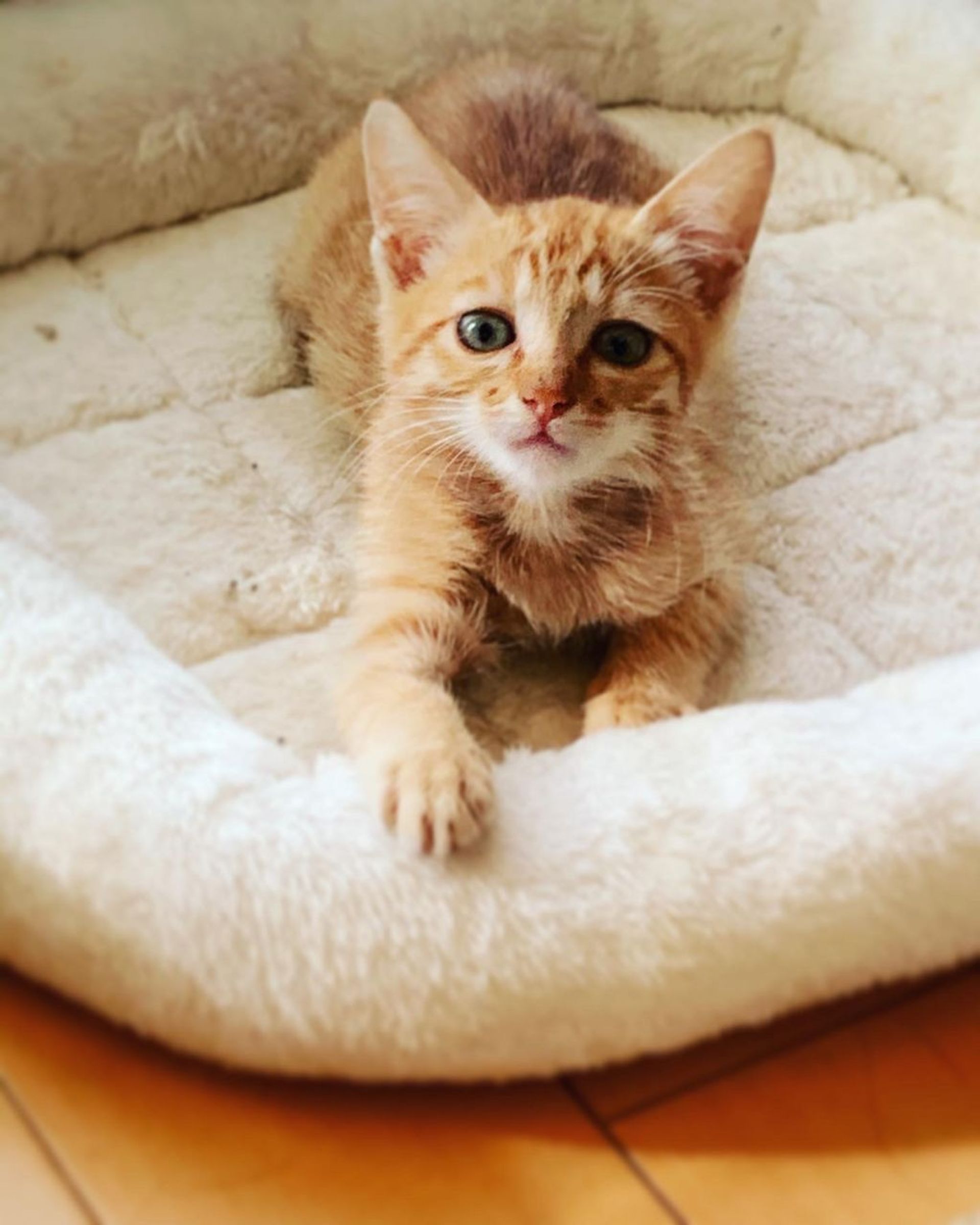 雑種（ミックス猫）・オスの里親募集の写真