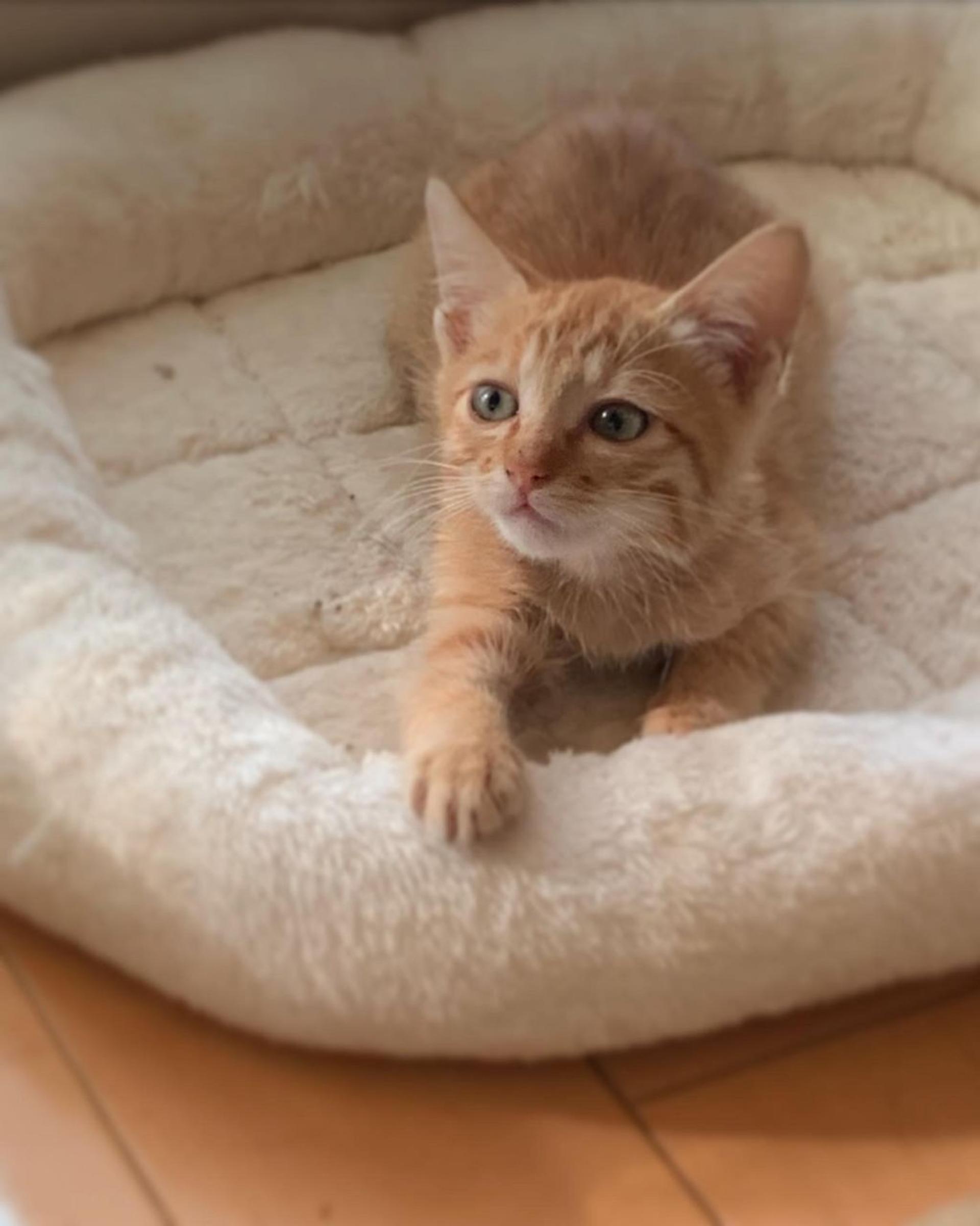 pet-image-2