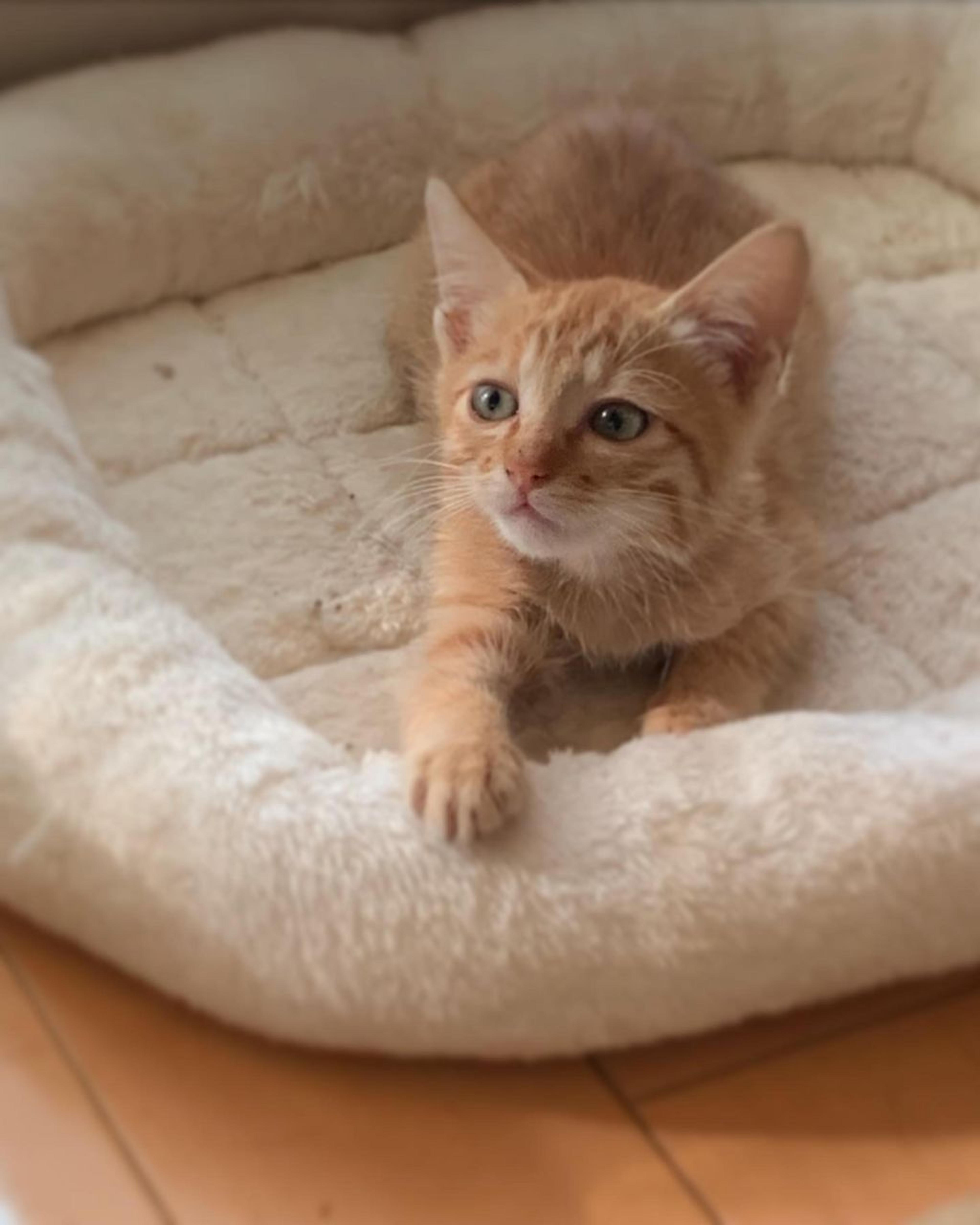 pet-image-2