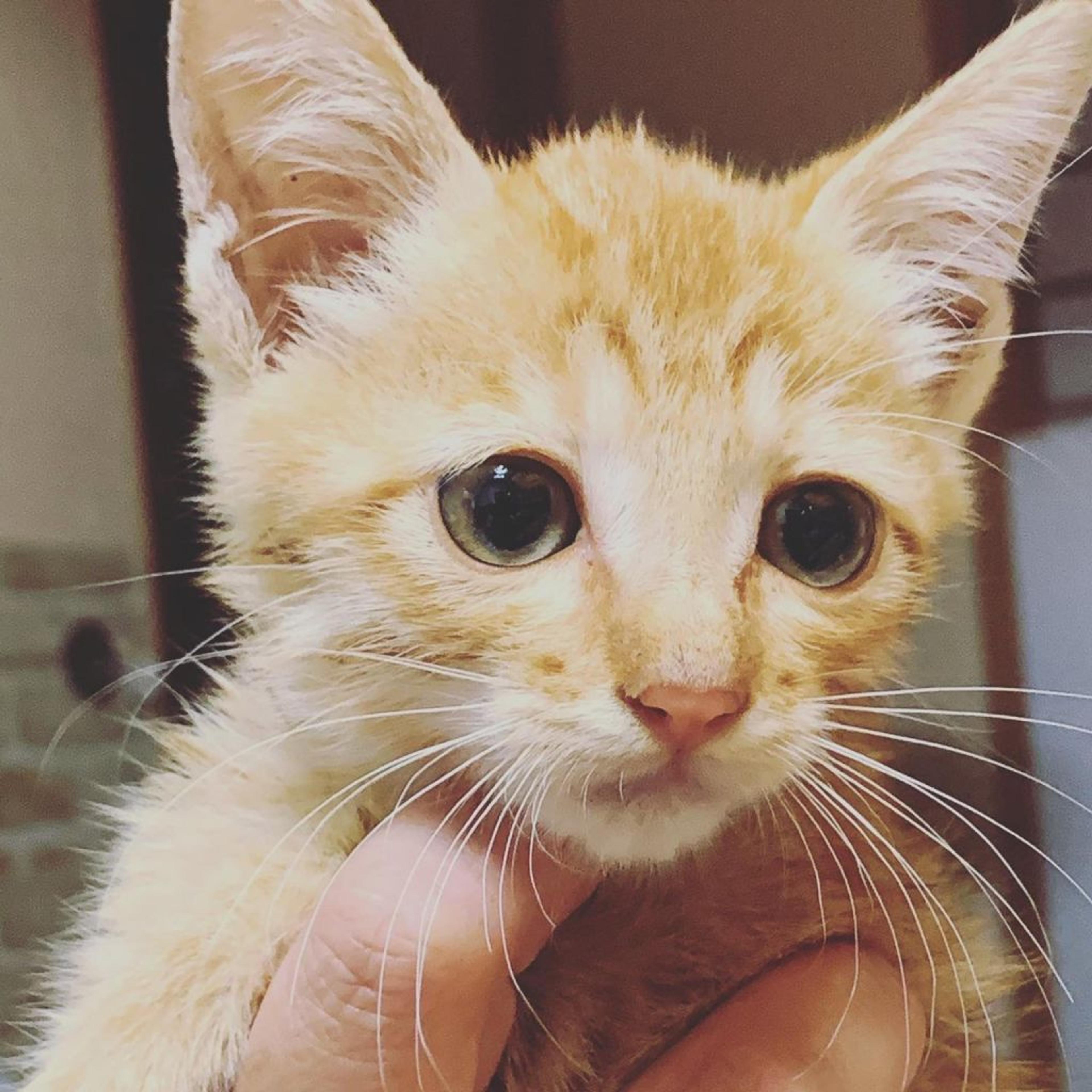 pet-image-3