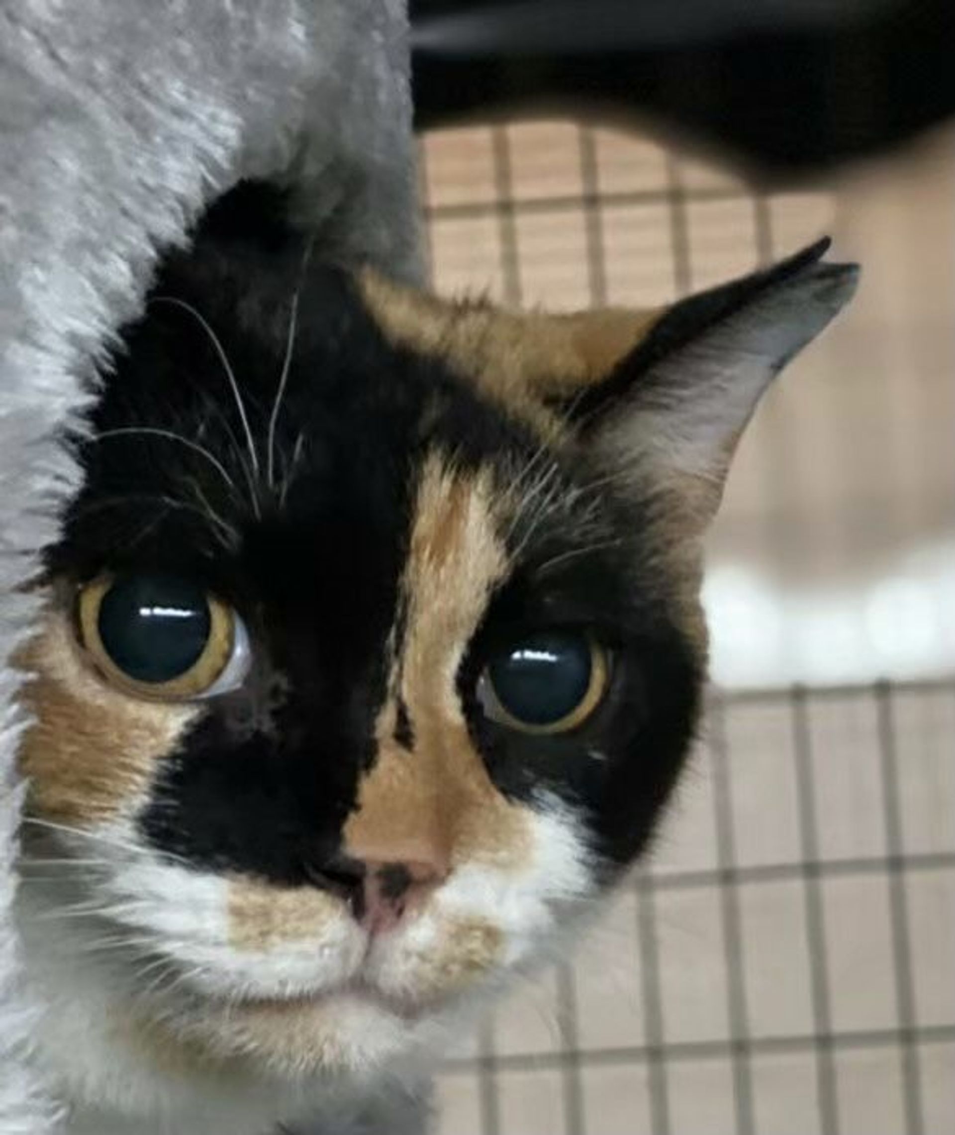雑種（ミックス猫）・メスの里親募集の写真