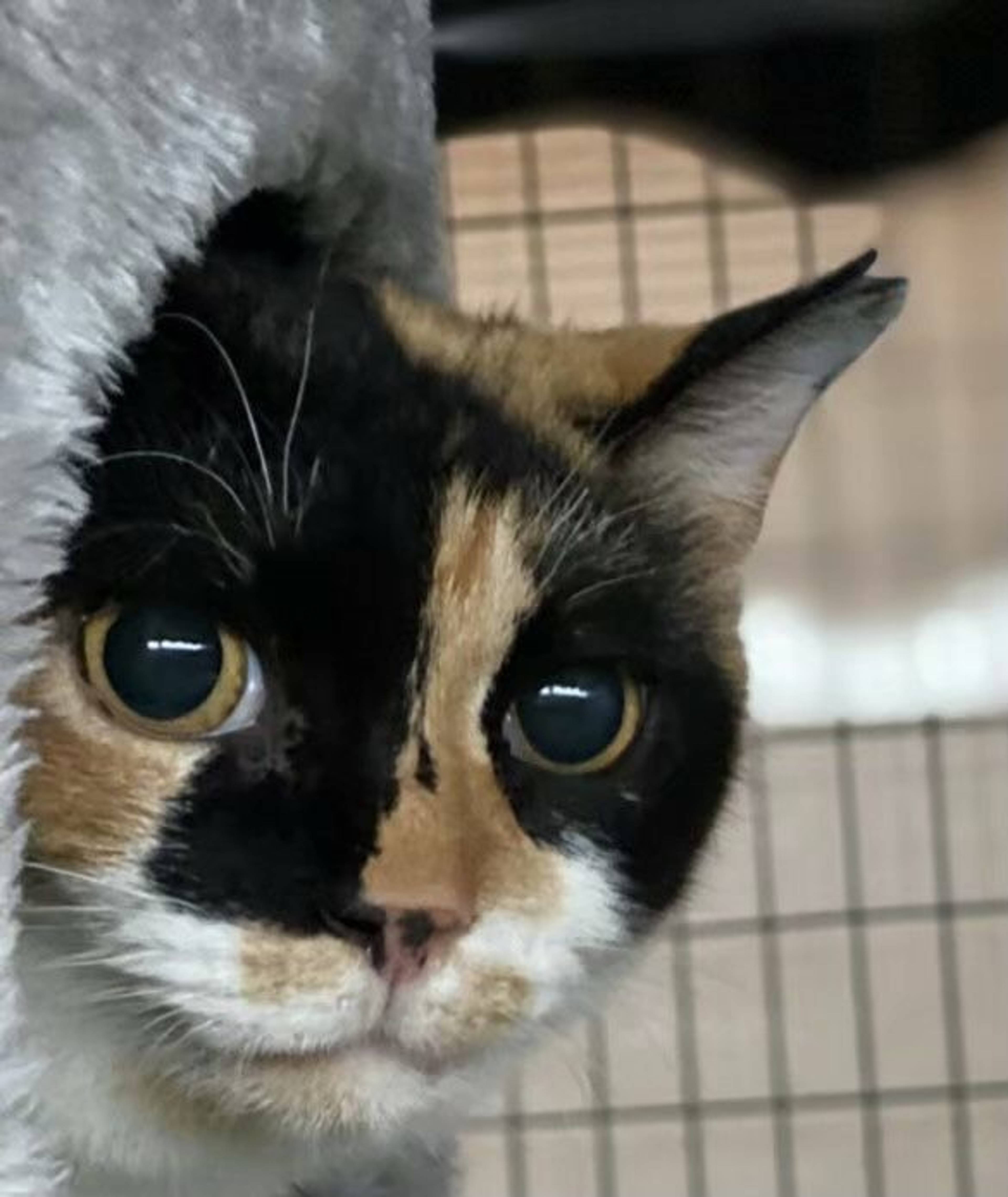 雑種（ミックス猫）・メスの里親募集の写真