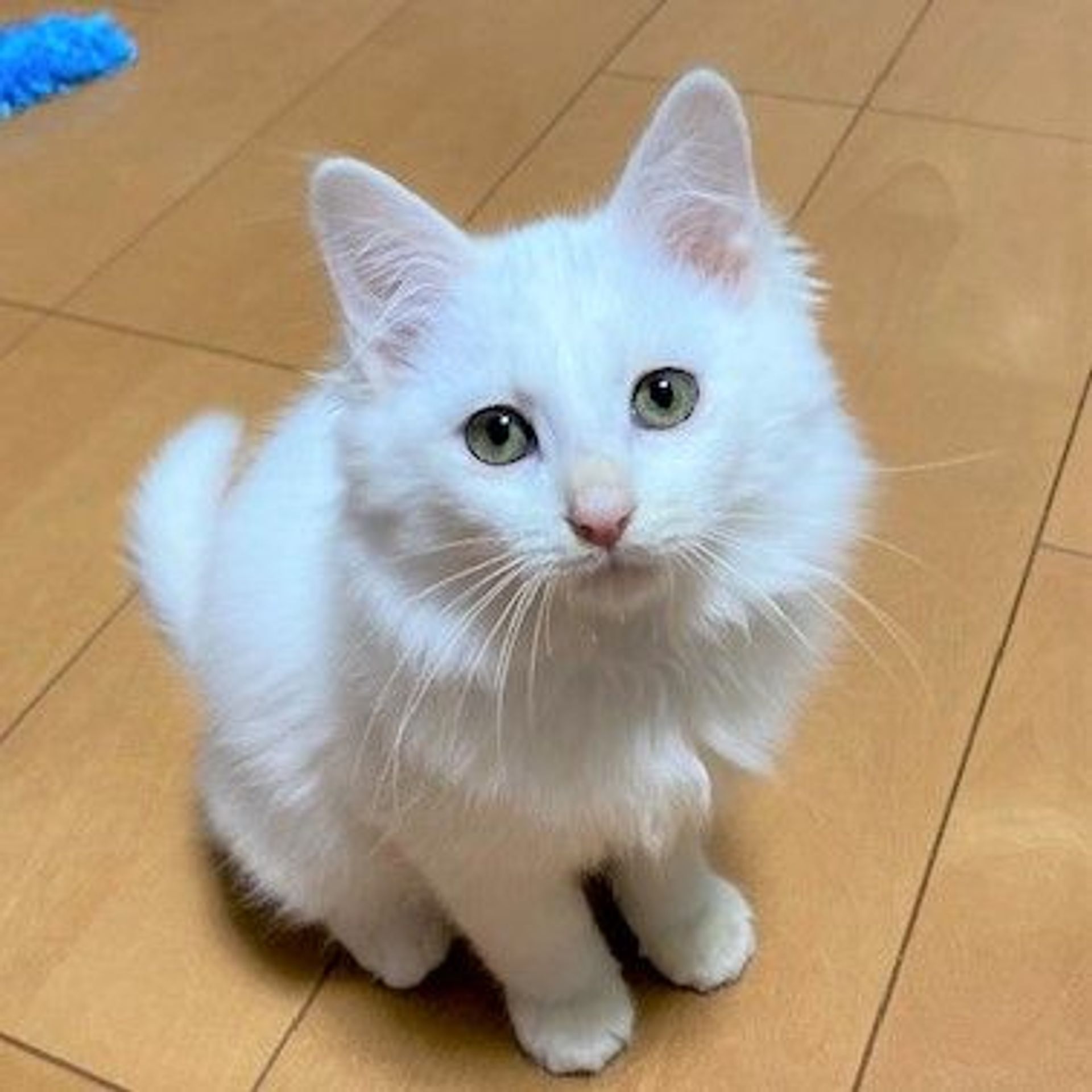 雑種（ミックス猫）・オスの里親募集の写真