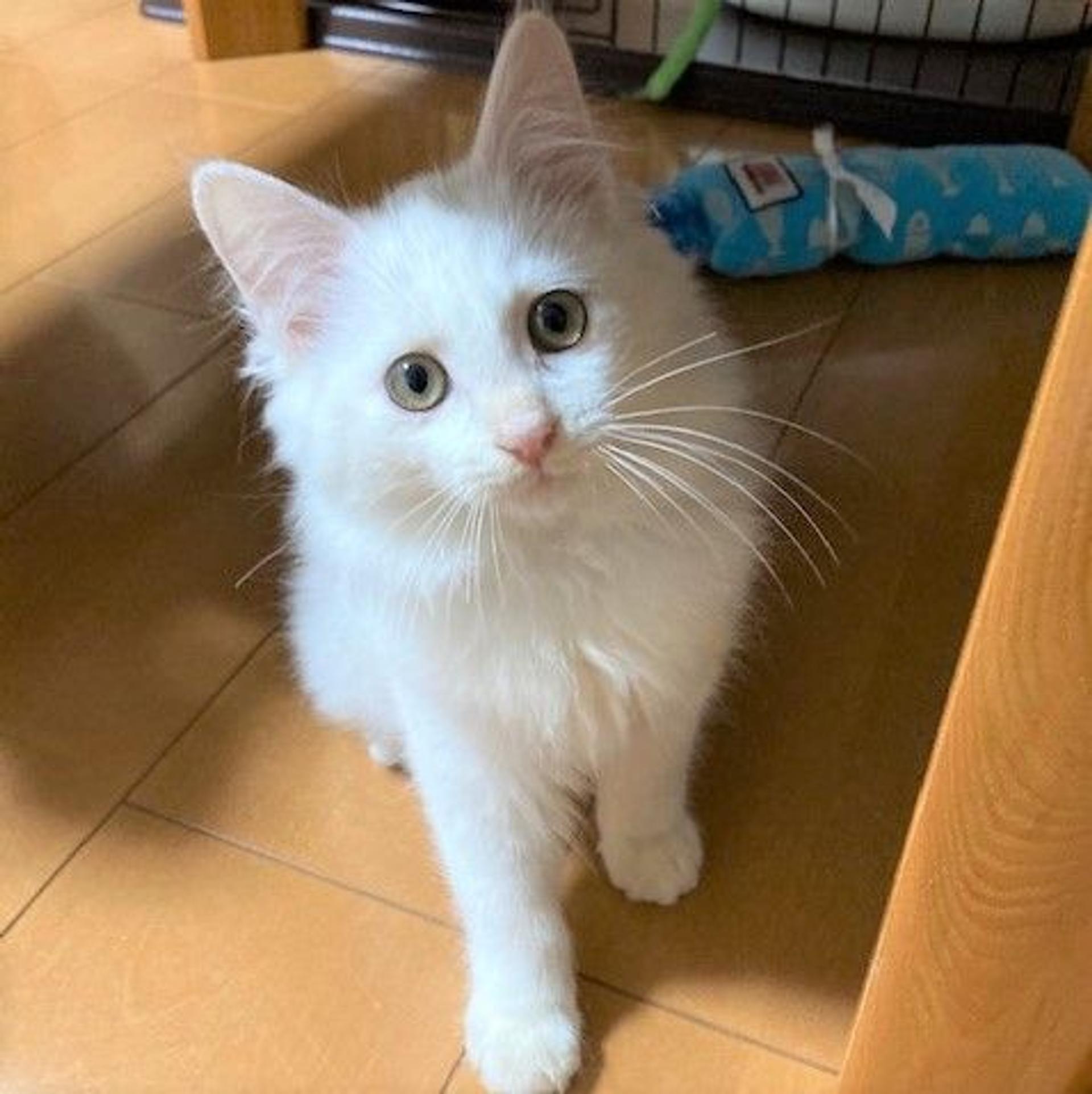 pet-image-2
