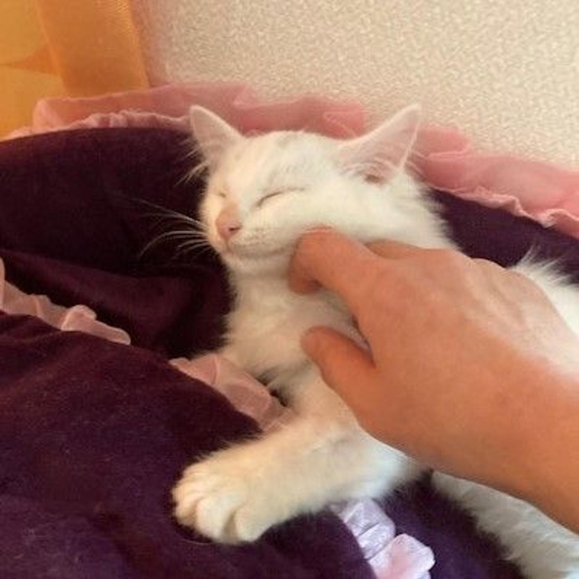 pet-image-3
