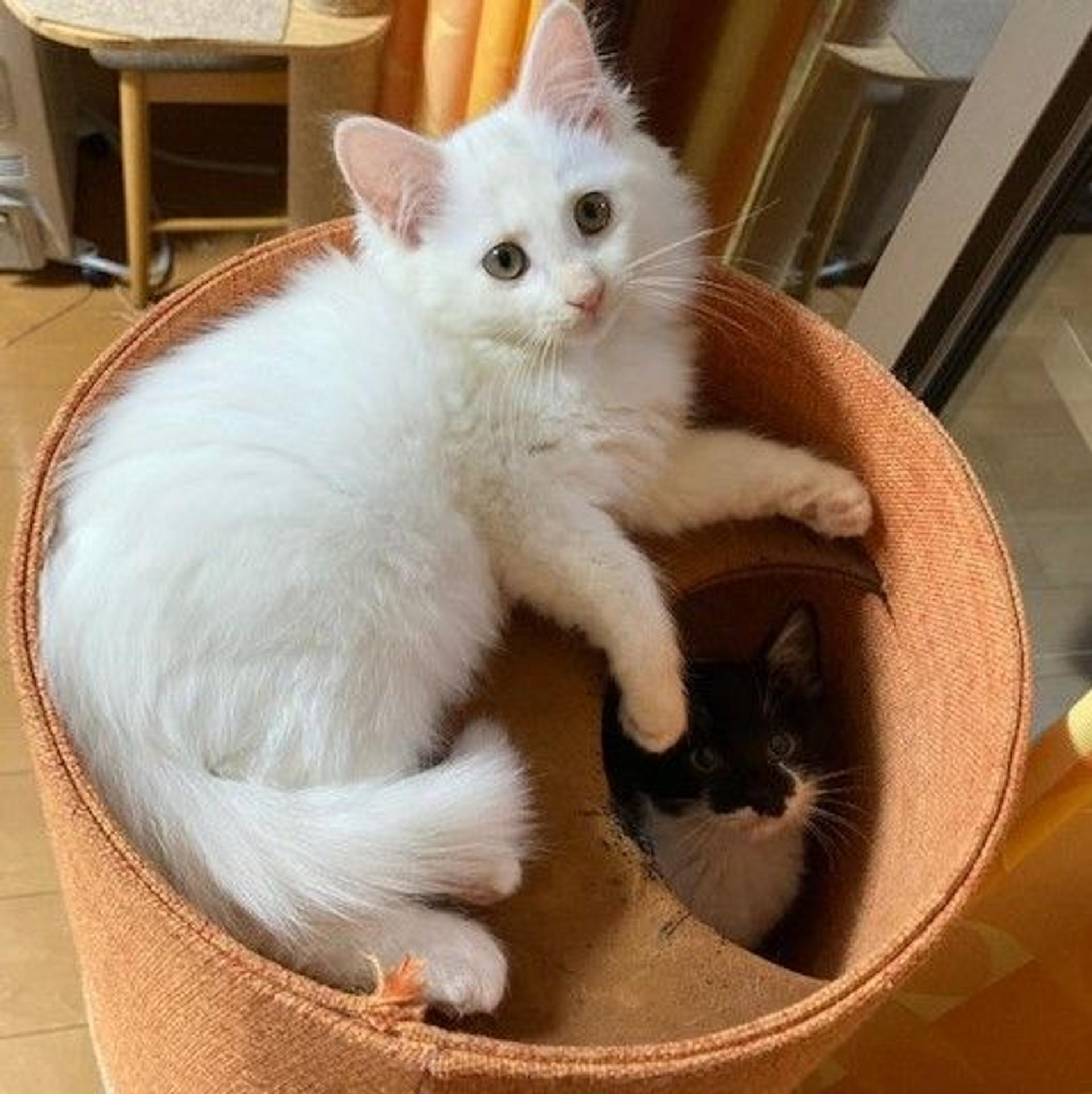 pet-image-4