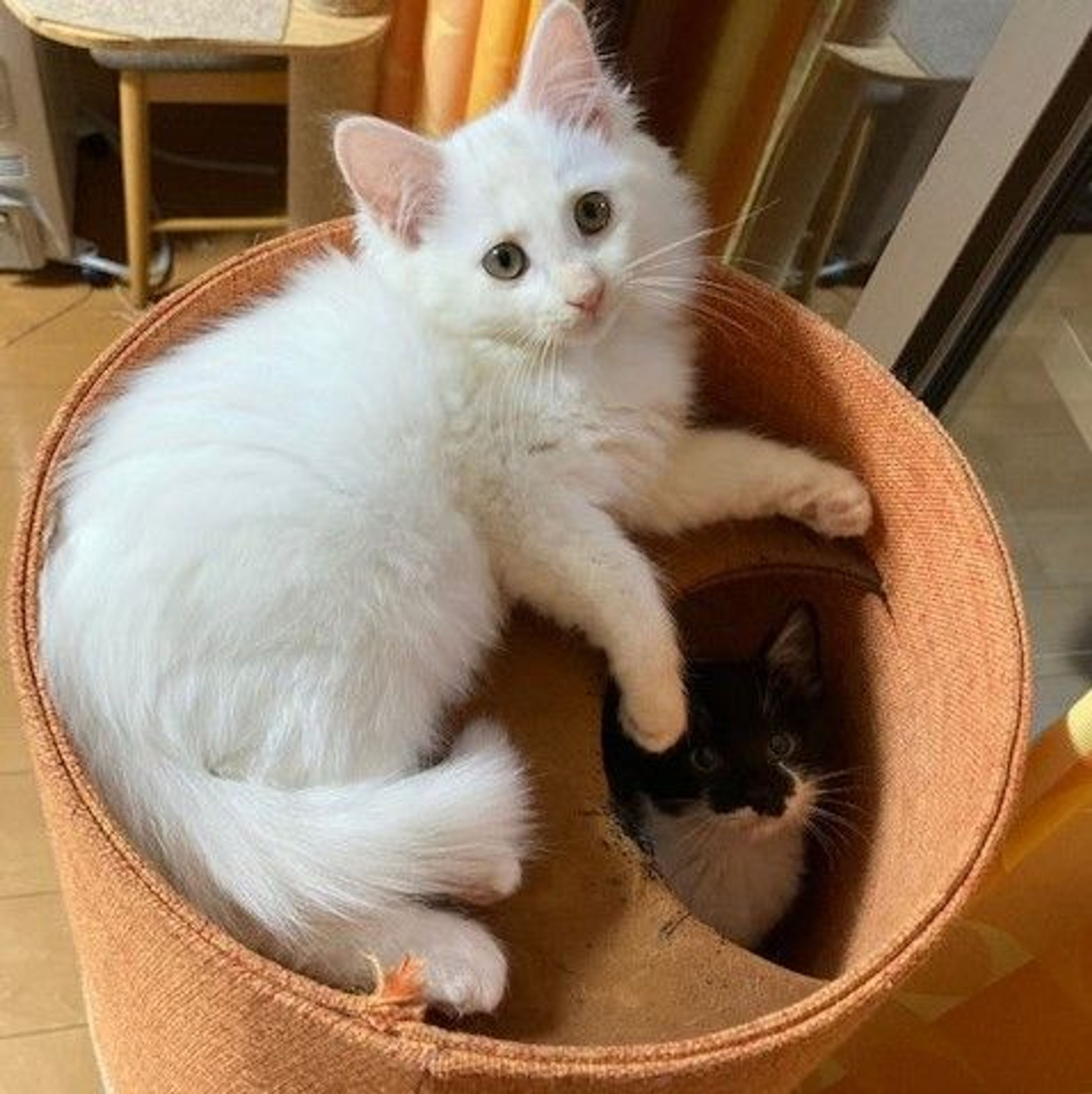 pet-image-4