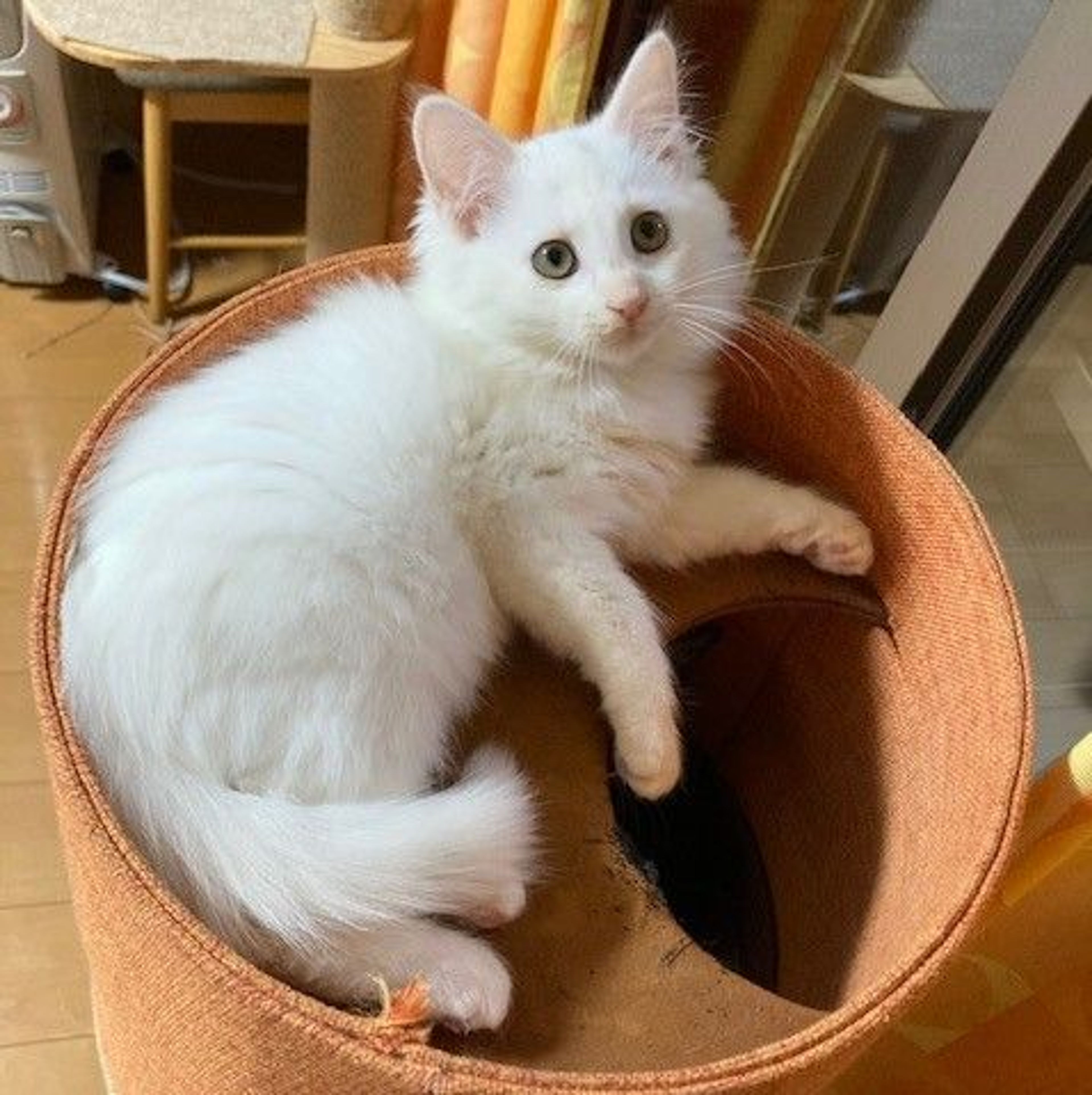 pet-image-5