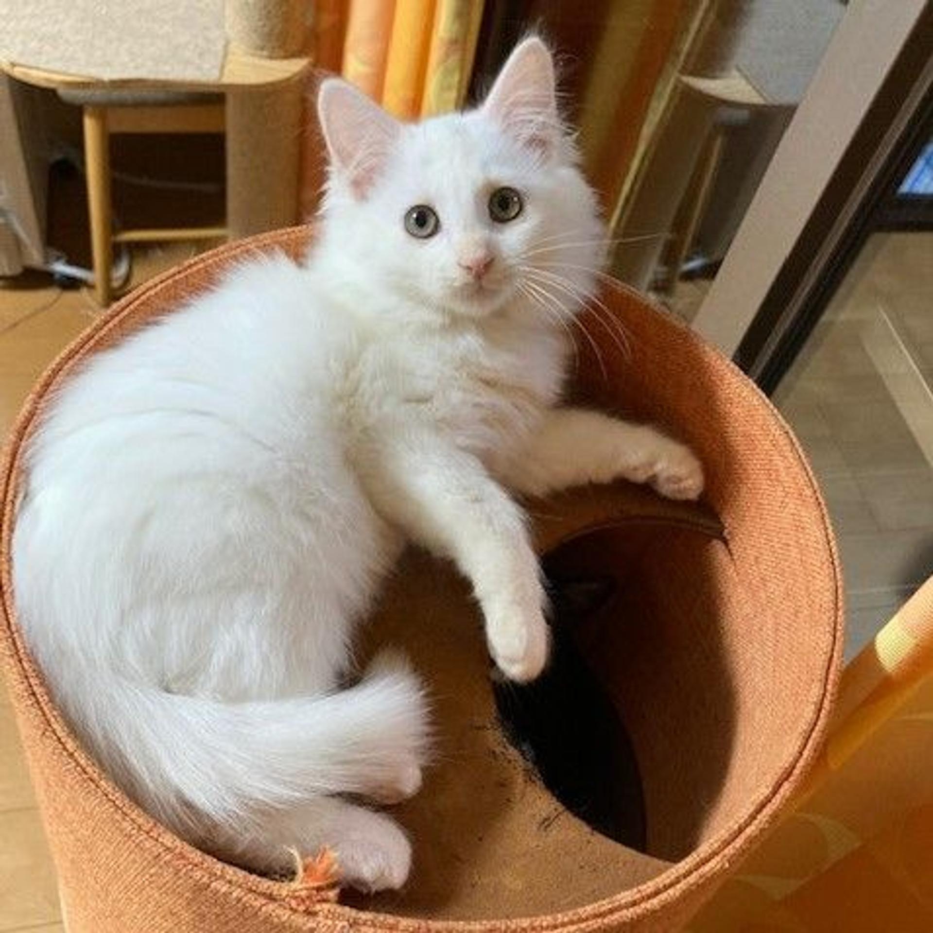 pet-image-6