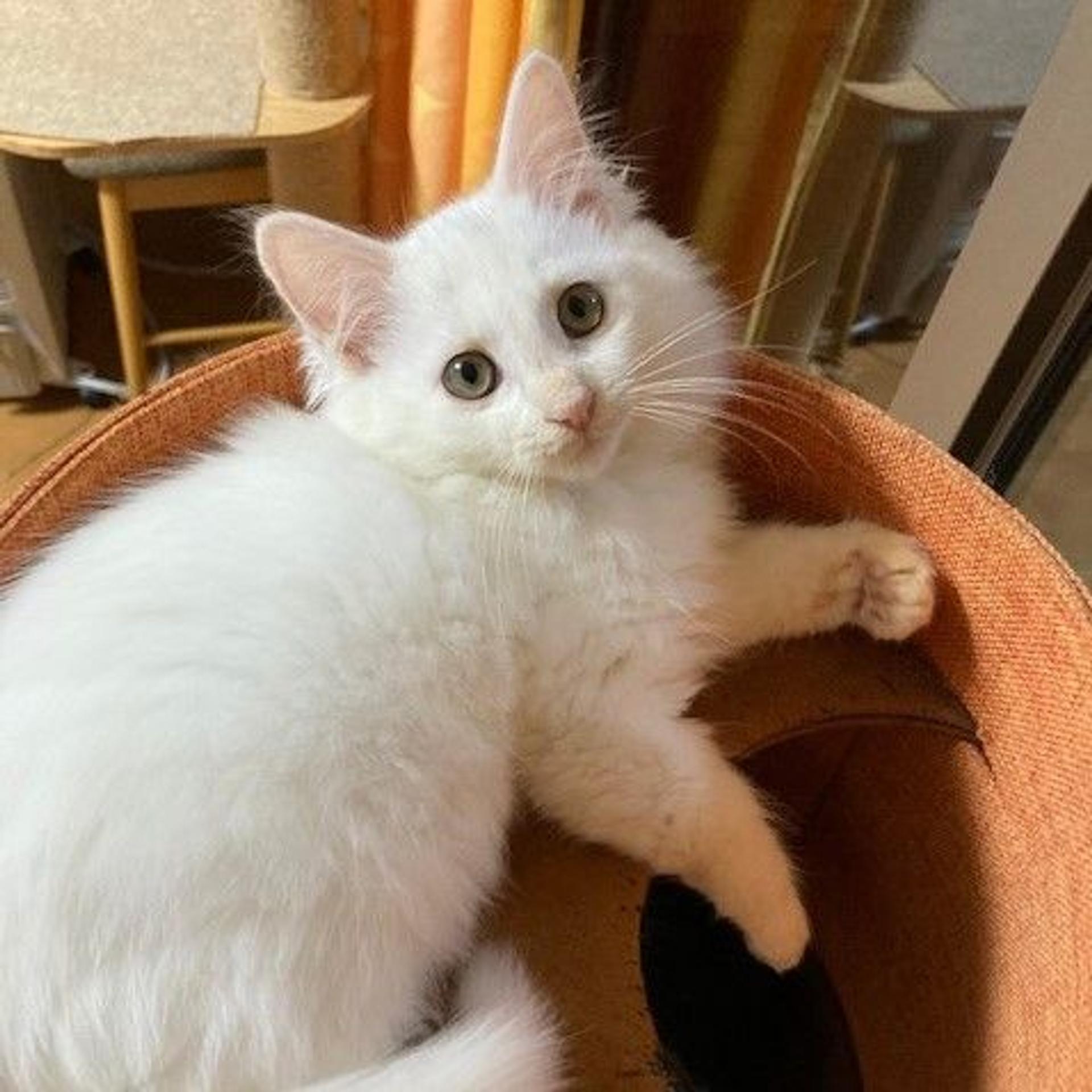 pet-image-7
