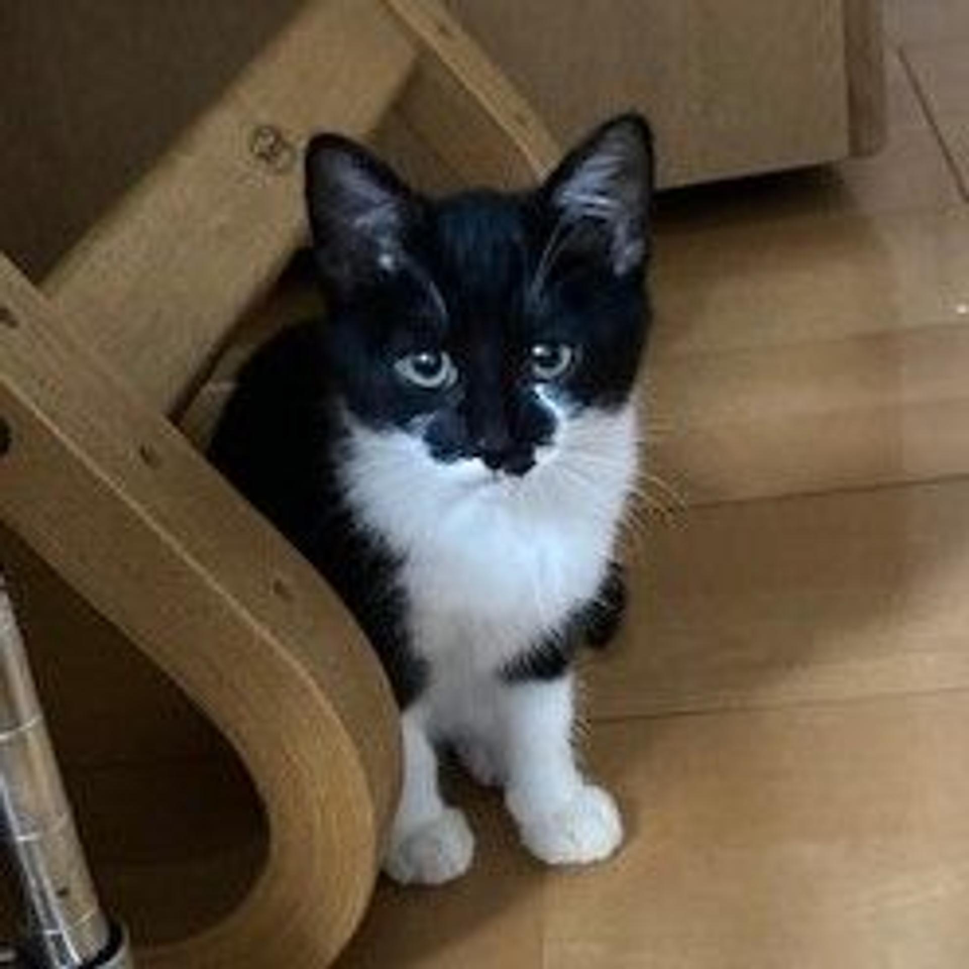pet-image-5