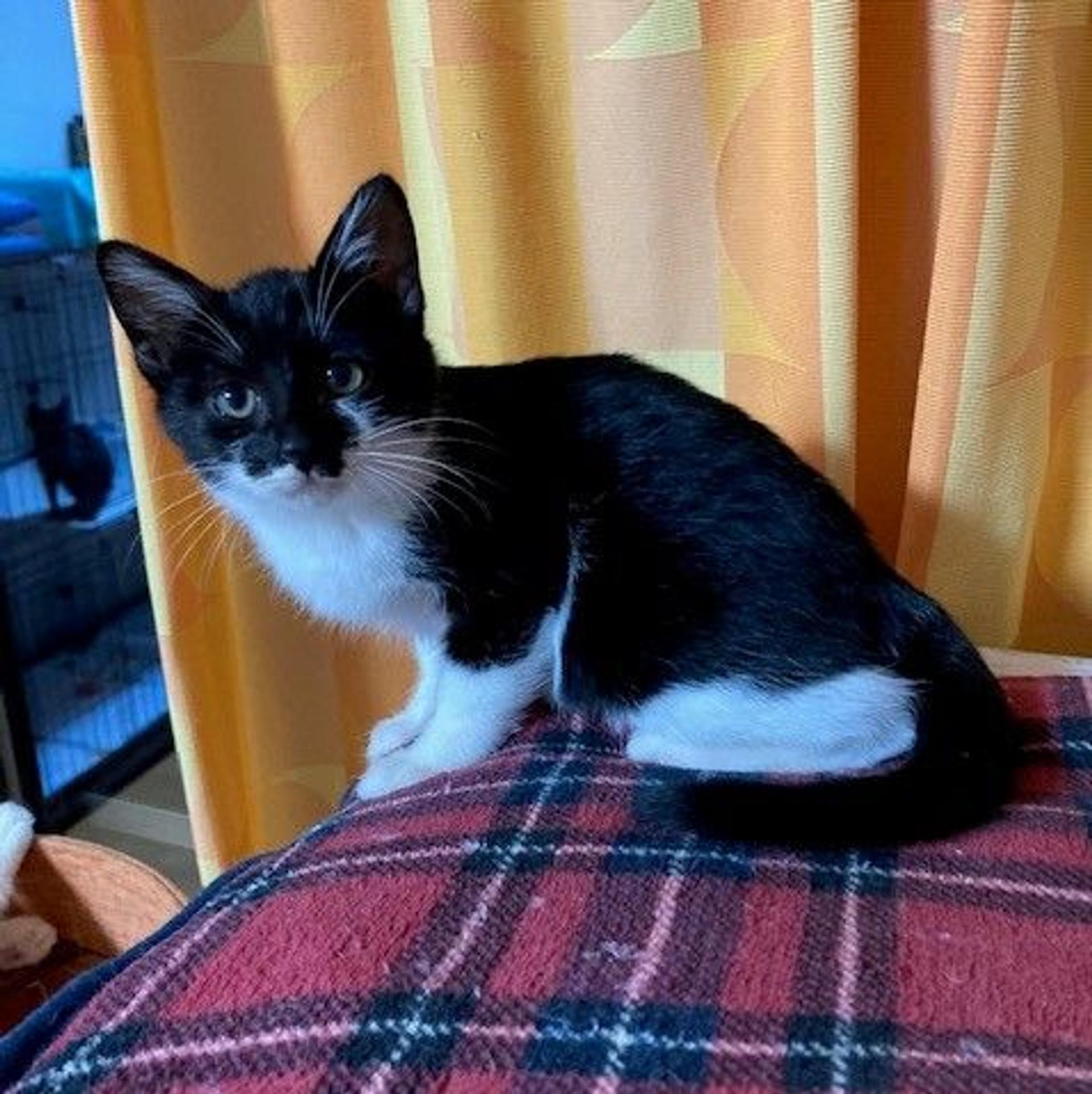pet-image-6