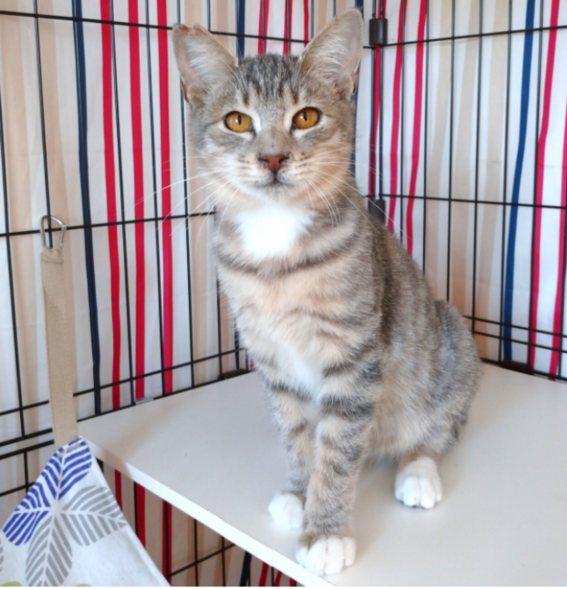 雑種（ミックス猫）・オスの里親募集の写真