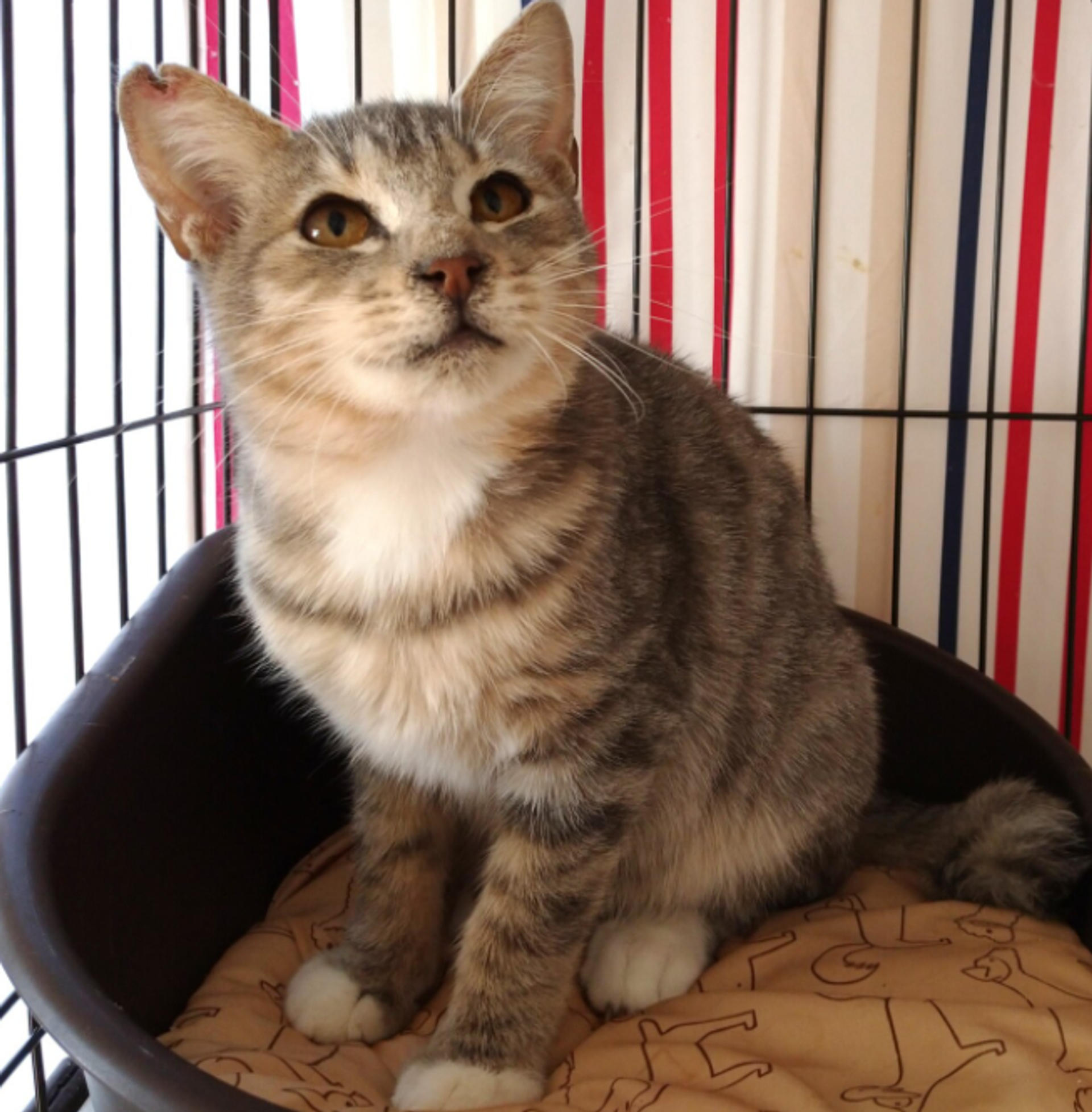 pet-image-3
