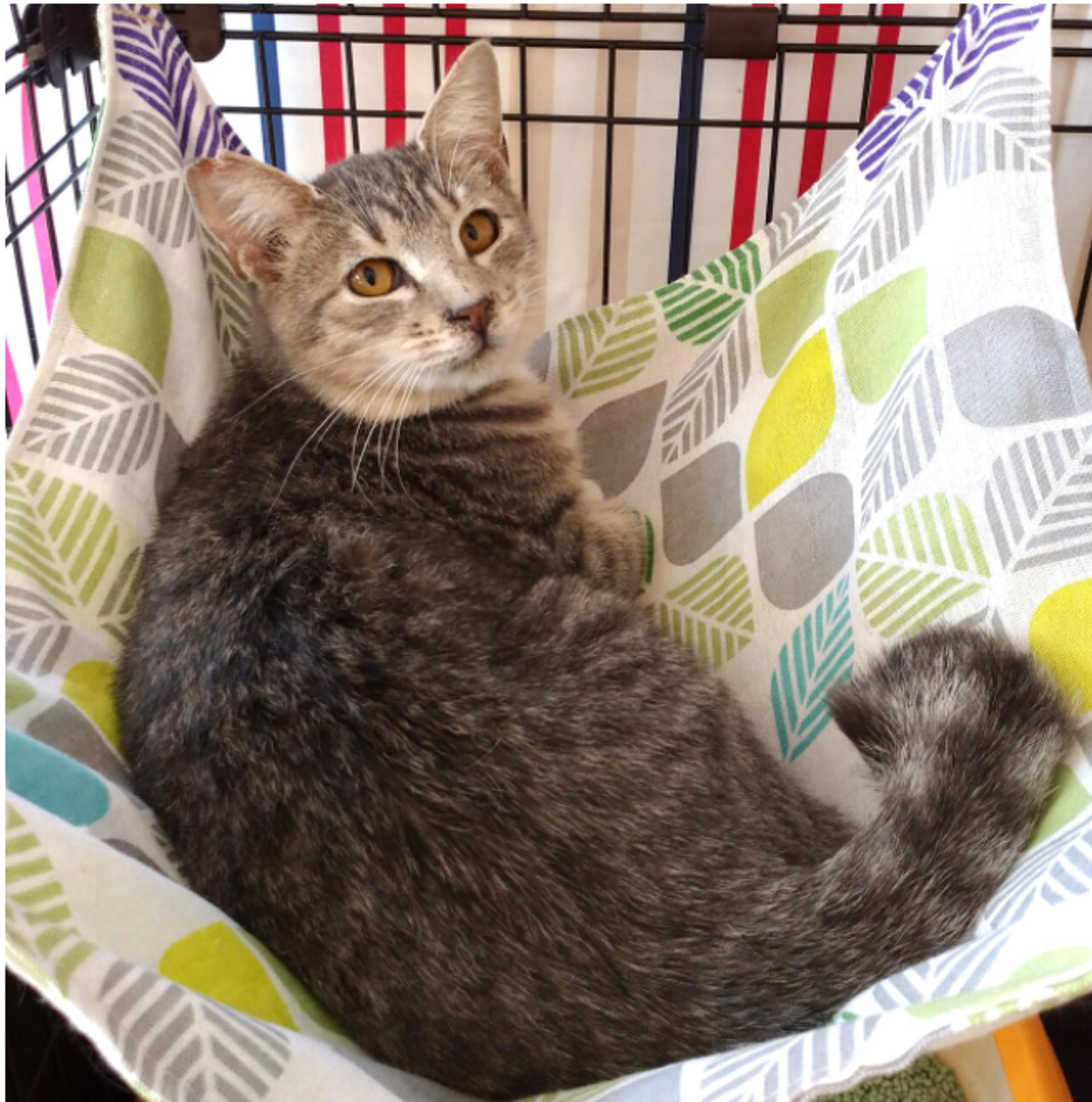 pet-image-4