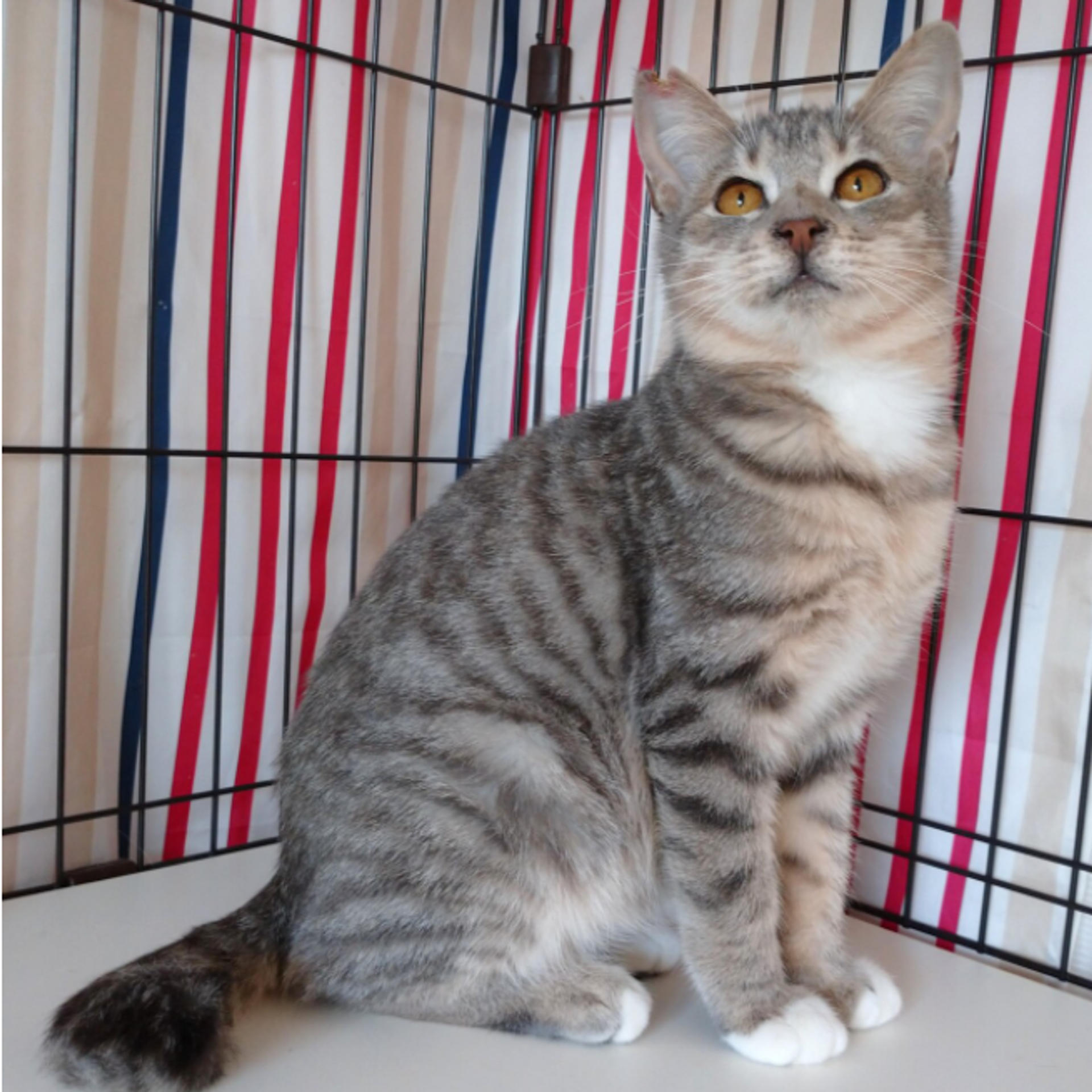 pet-image-5