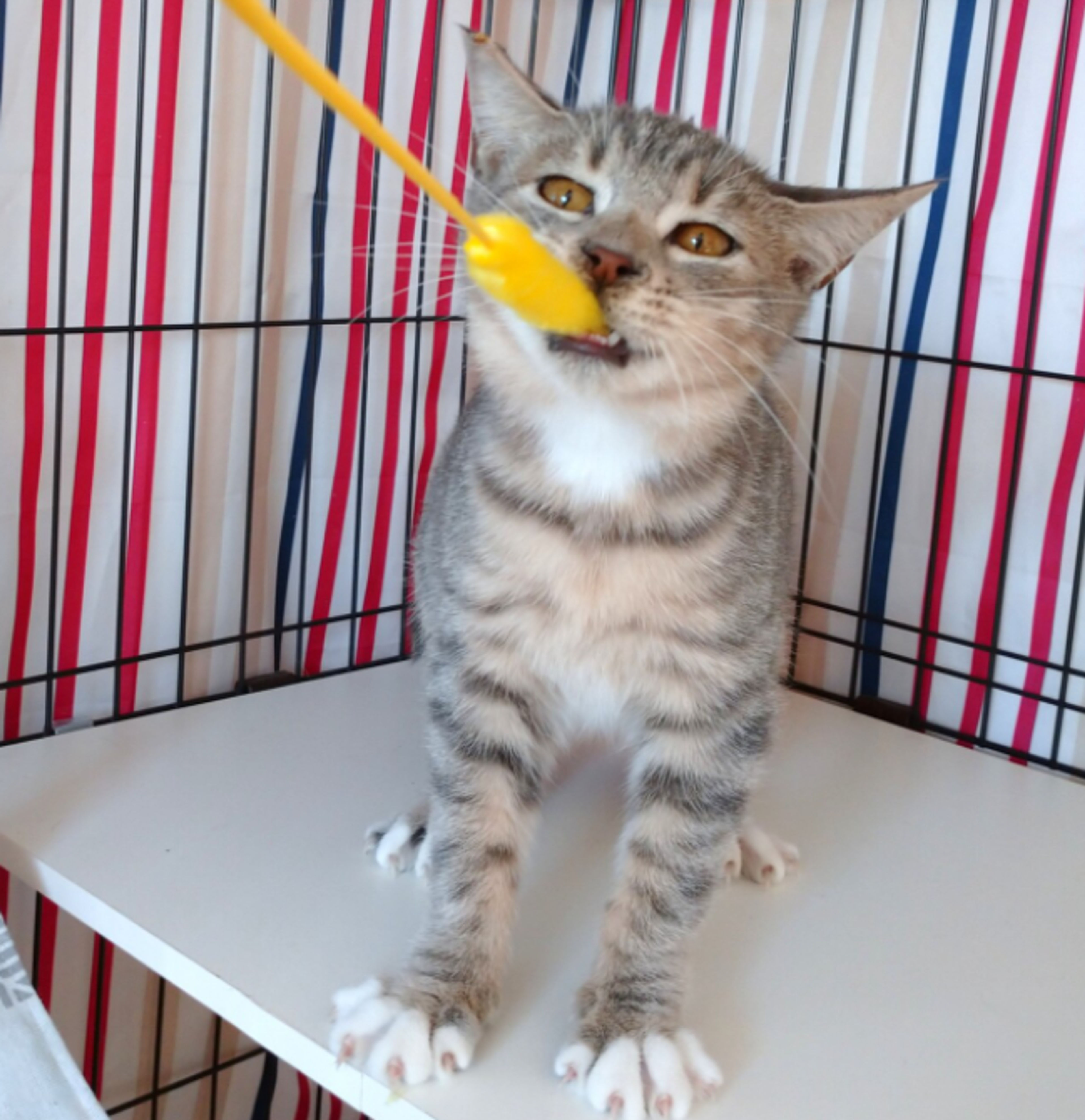 pet-image-6