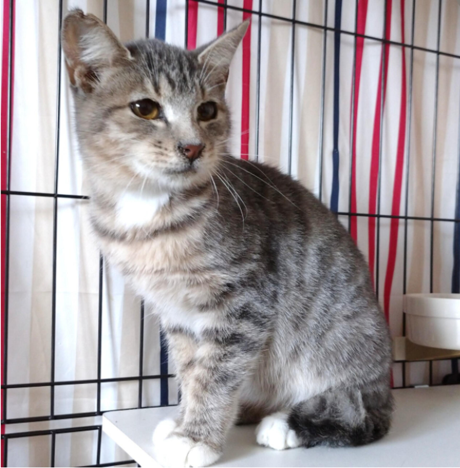 pet-image-7