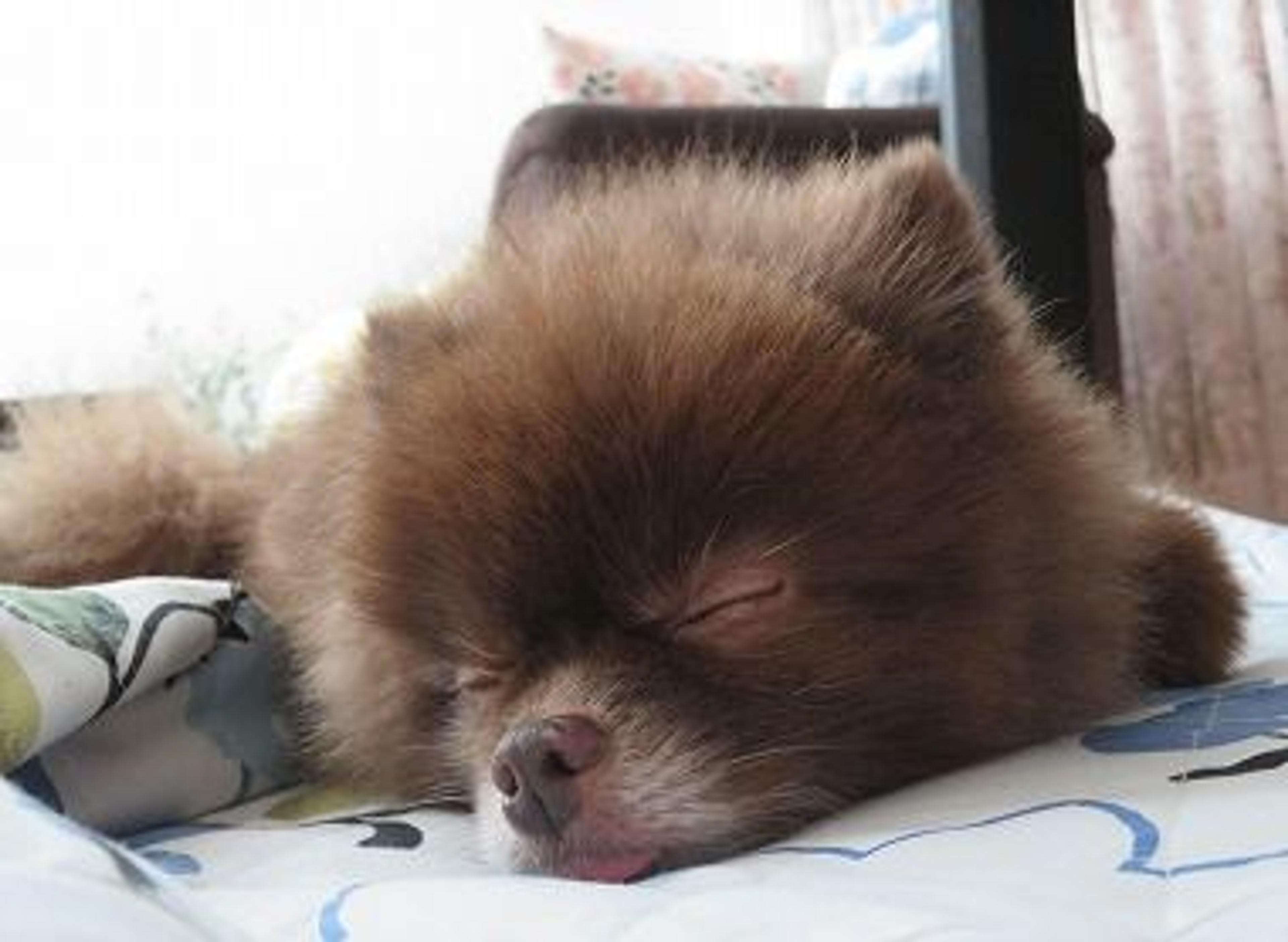 pet-image-2