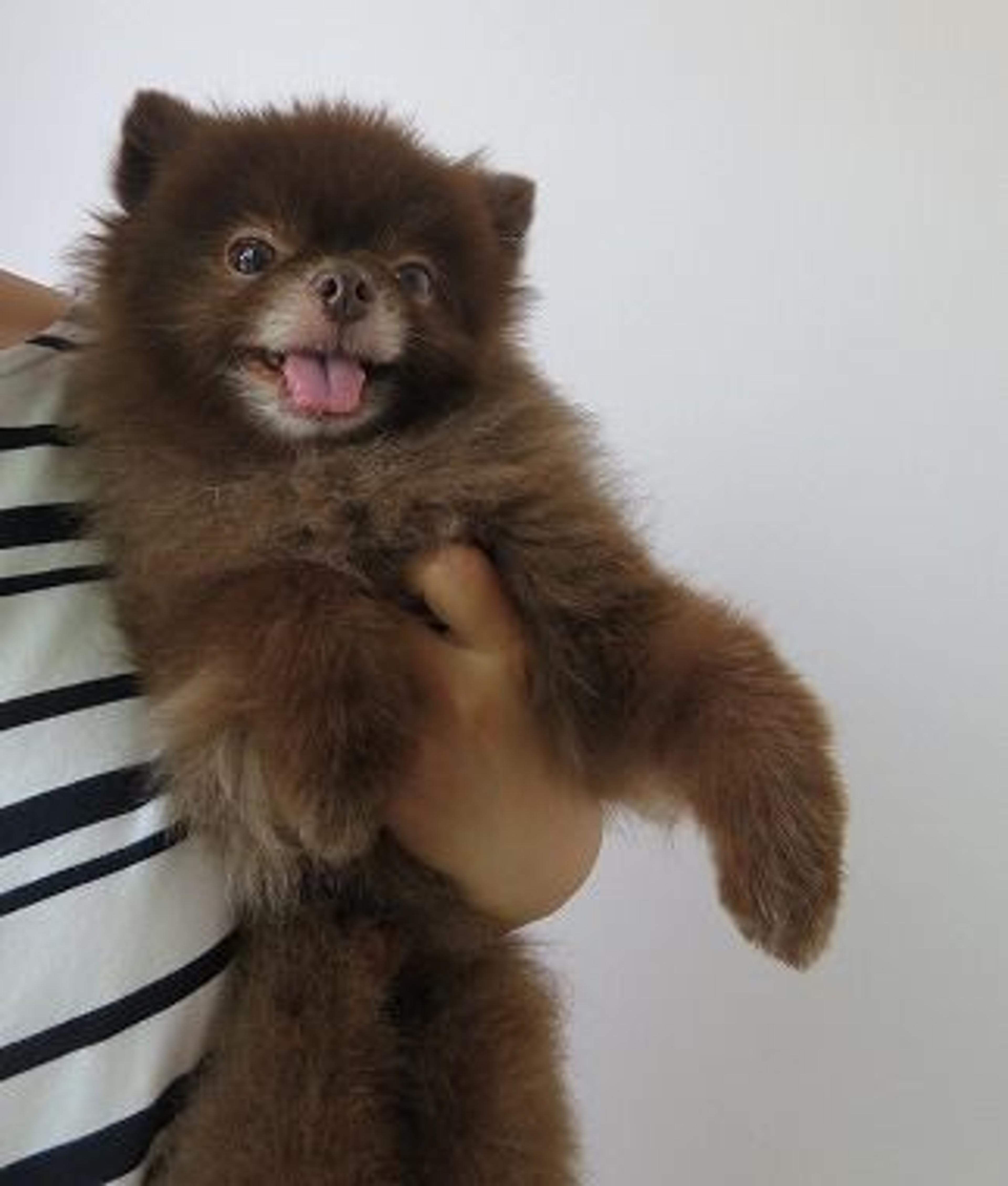 pet-image-3