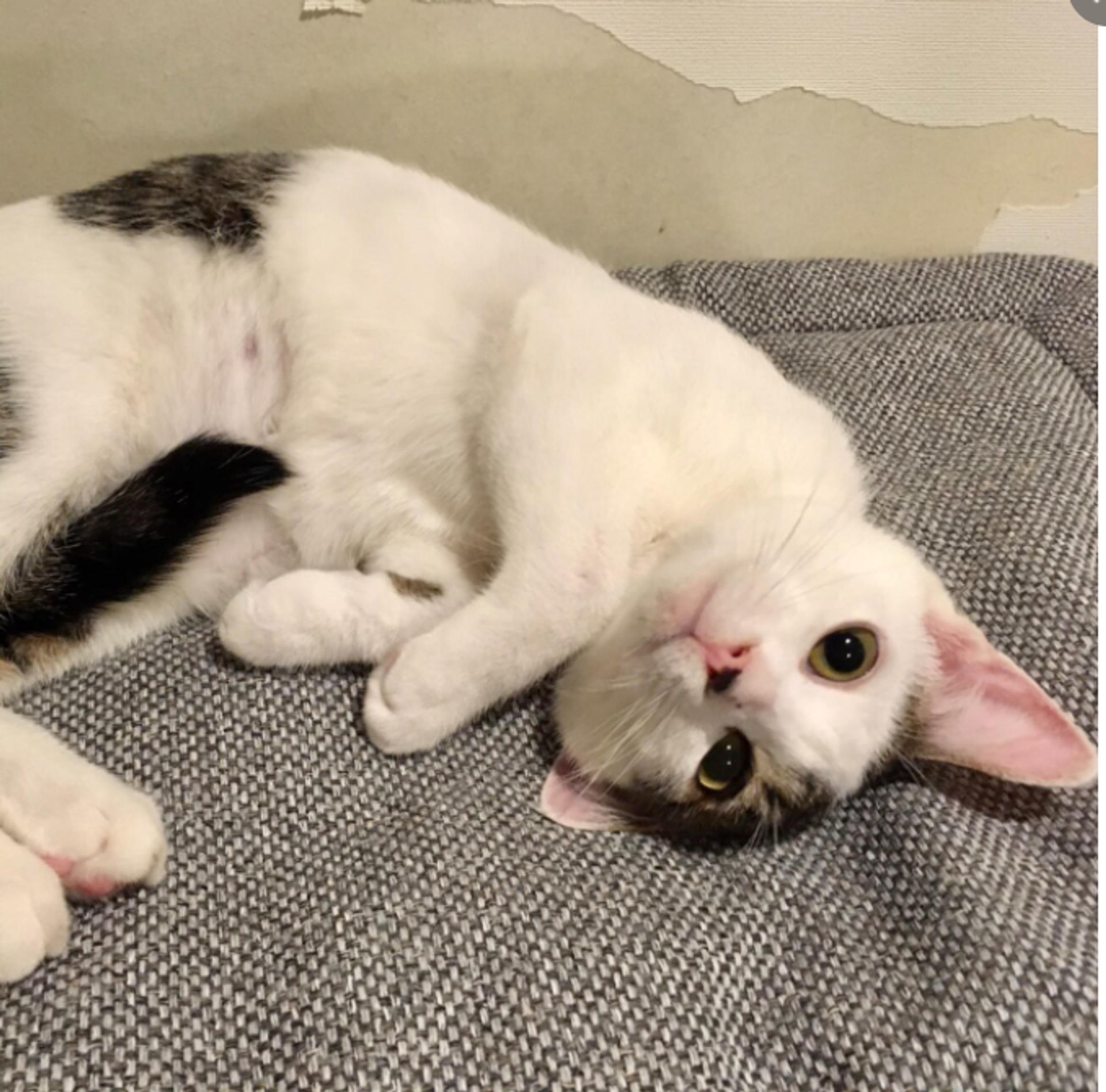 pet-image-5