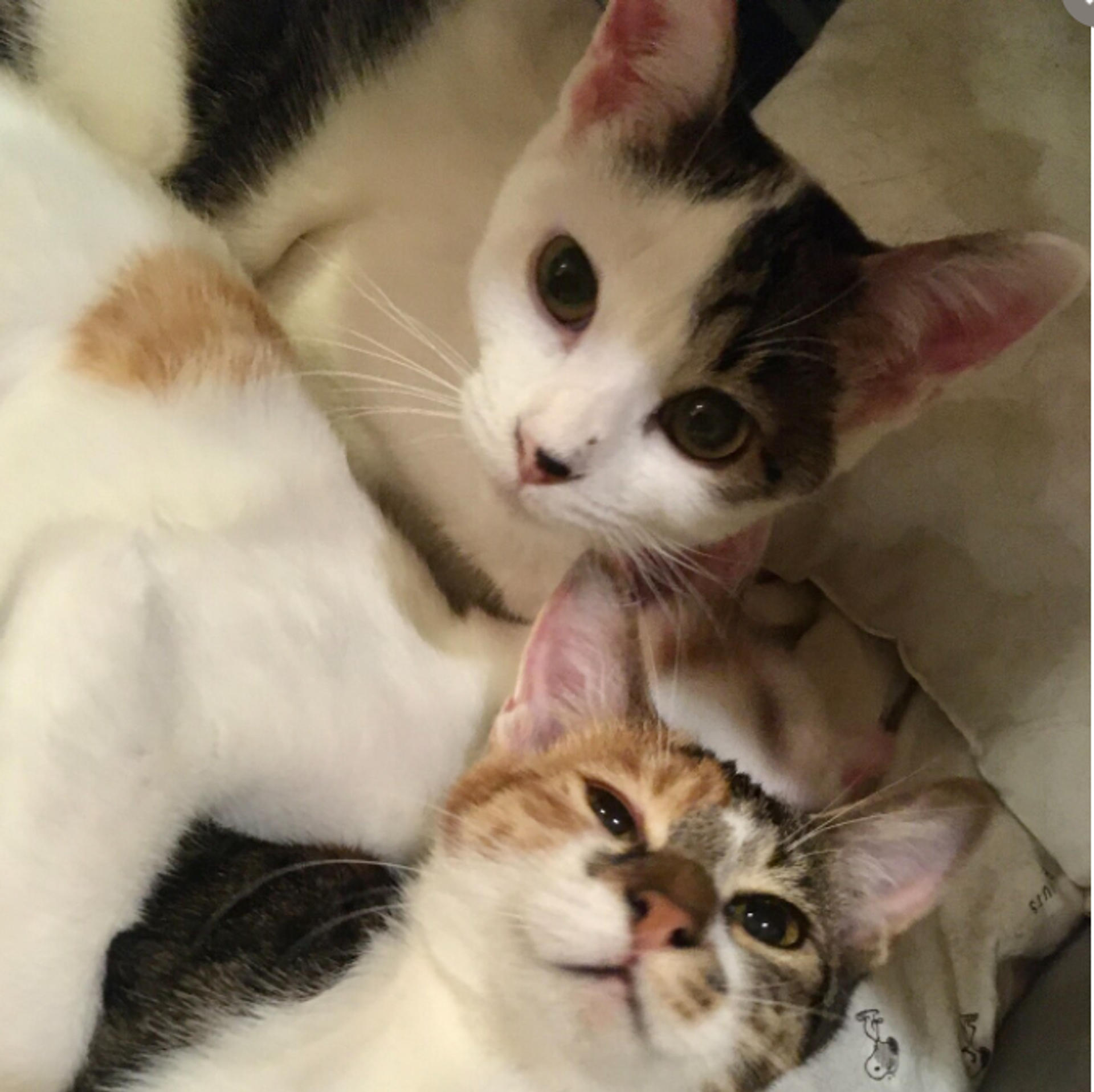 pet-image-8