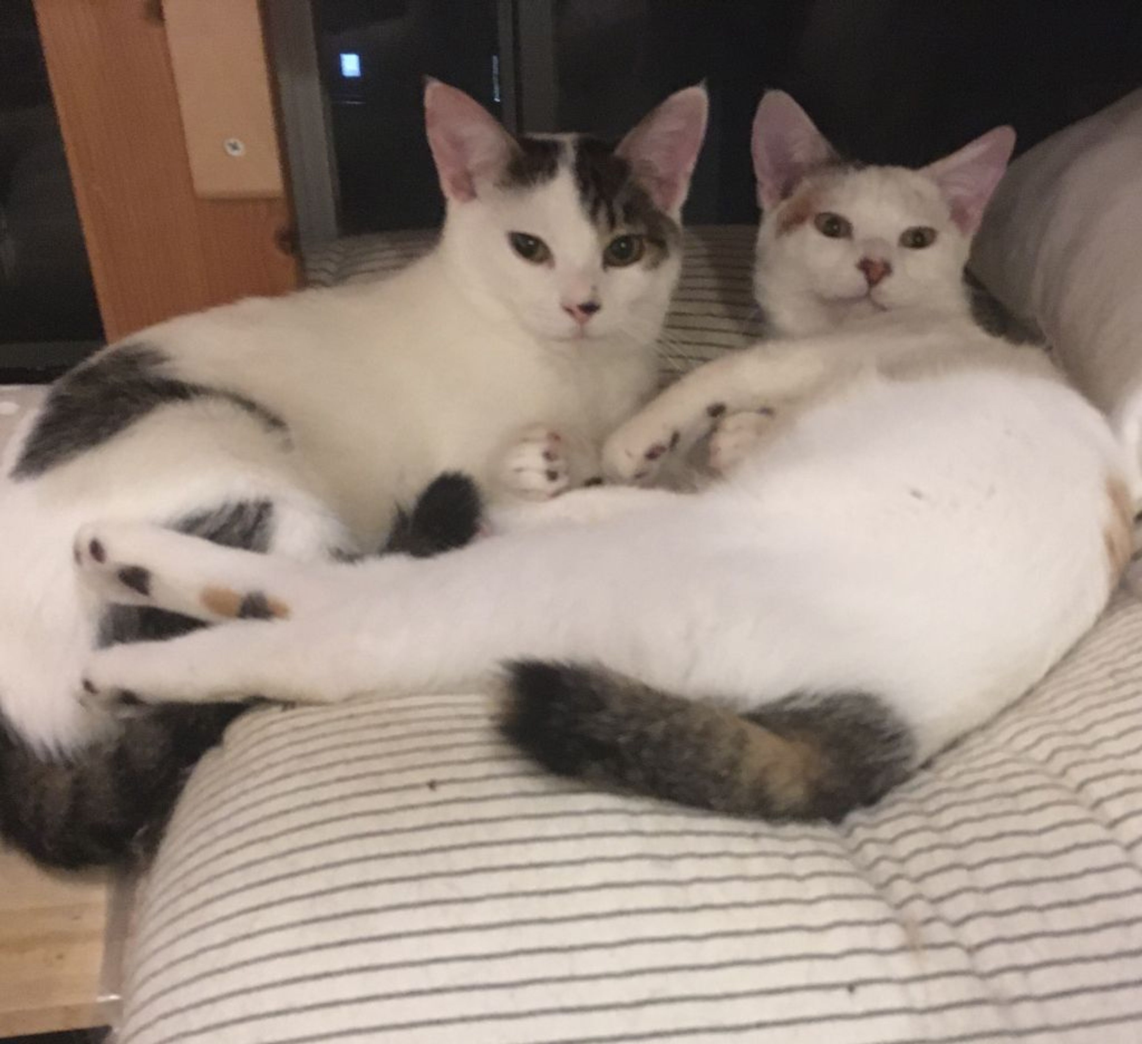 pet-image-4