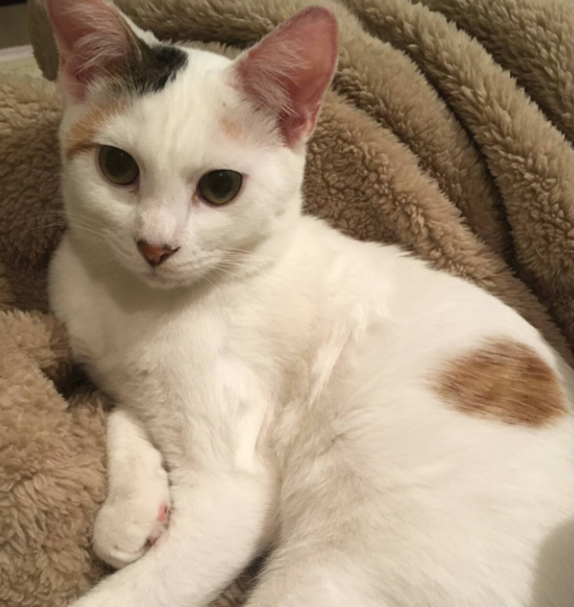 雑種（ミックス猫）・メスの里親募集の写真