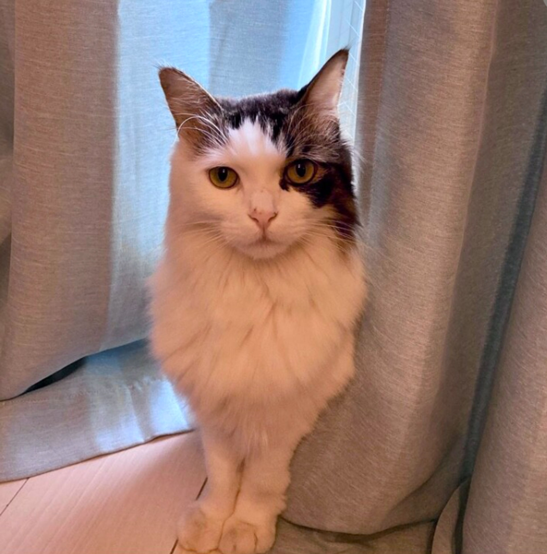 ノルウェージャンフォレストキャット・オスの里親募集の写真