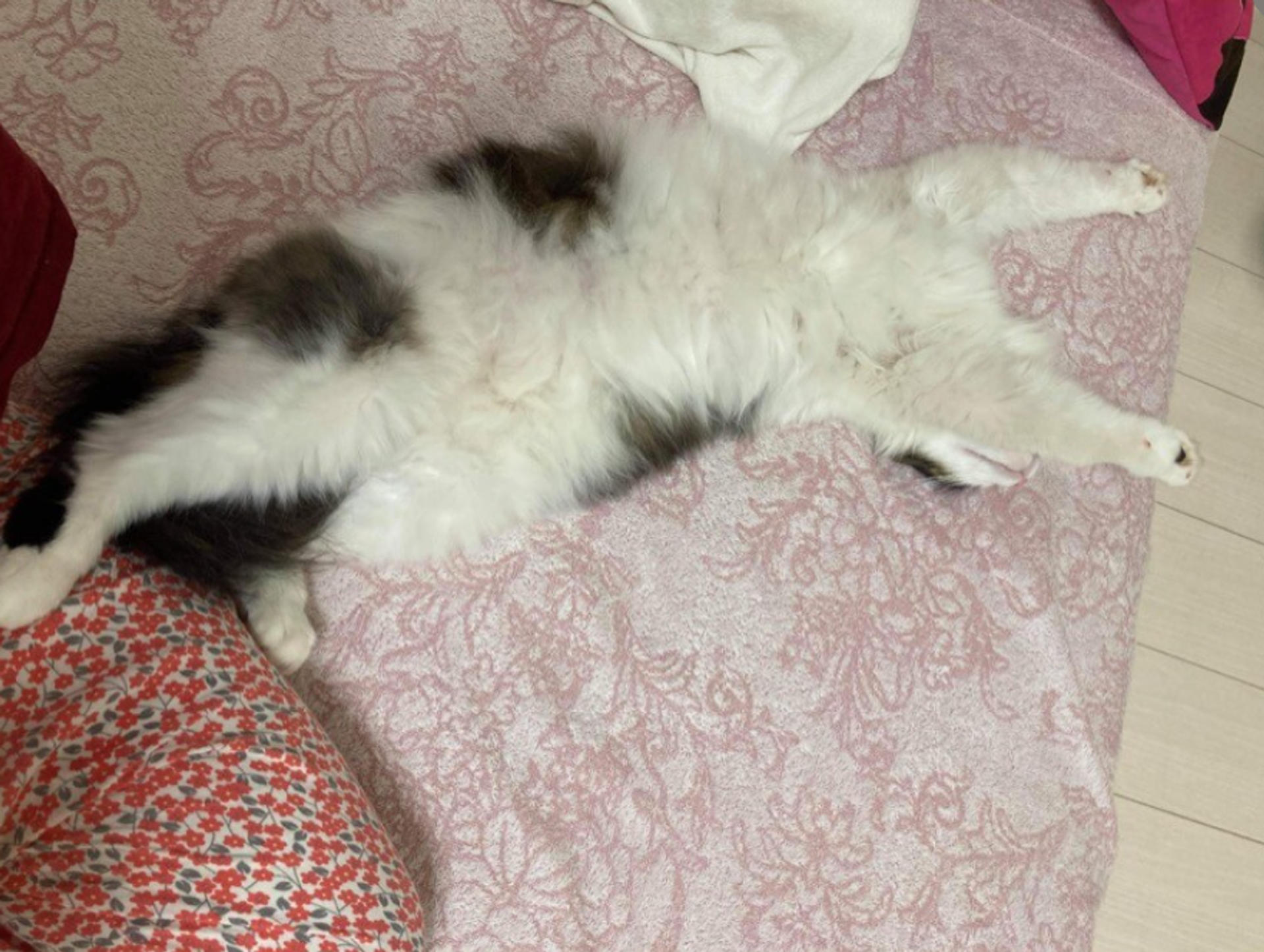 pet-image-4