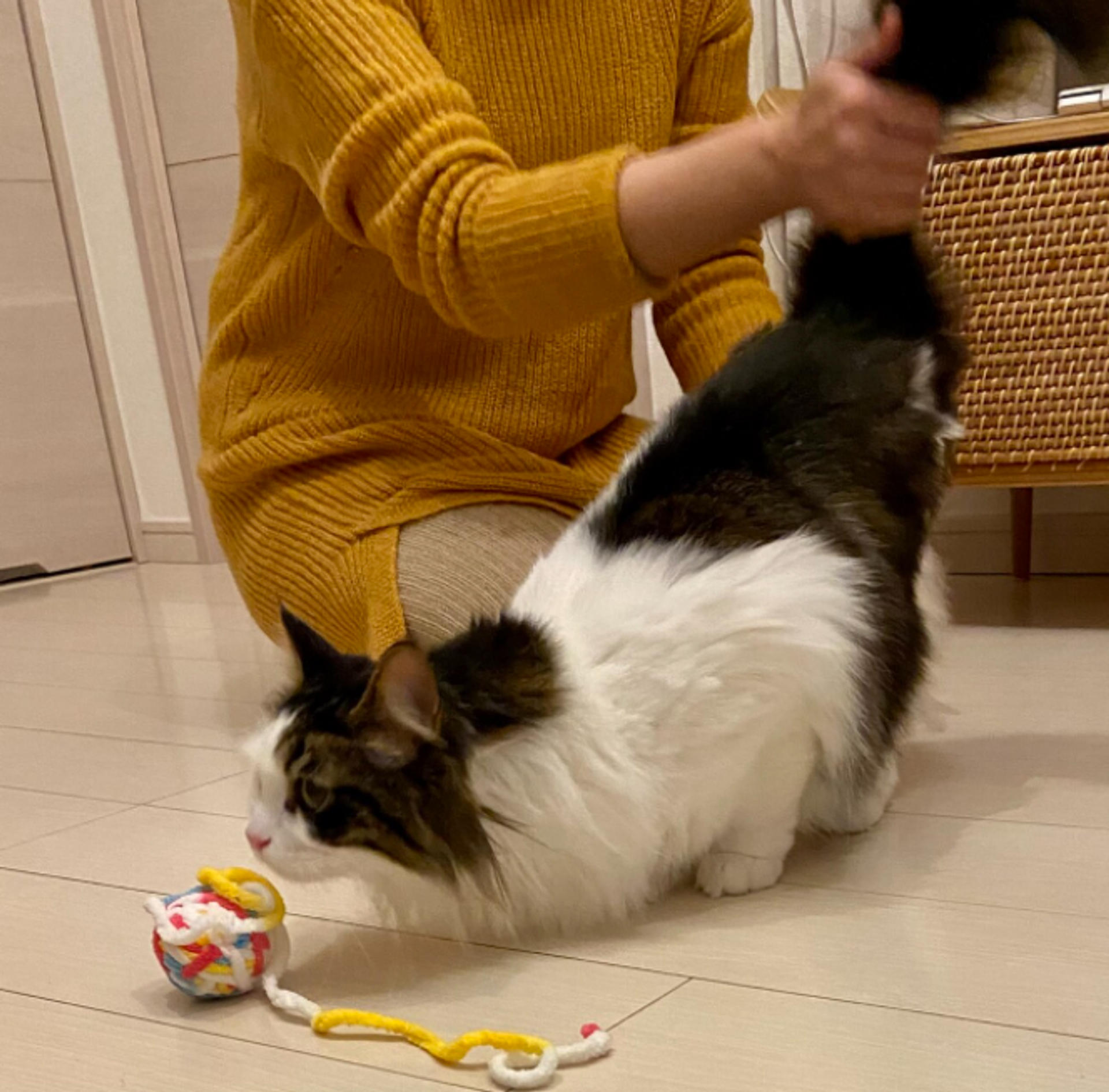 pet-image-3