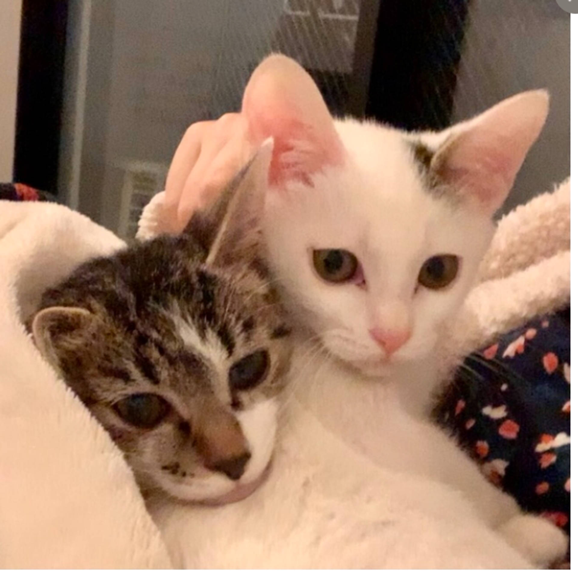 雑種（ミックス猫）・メスの里親募集の写真