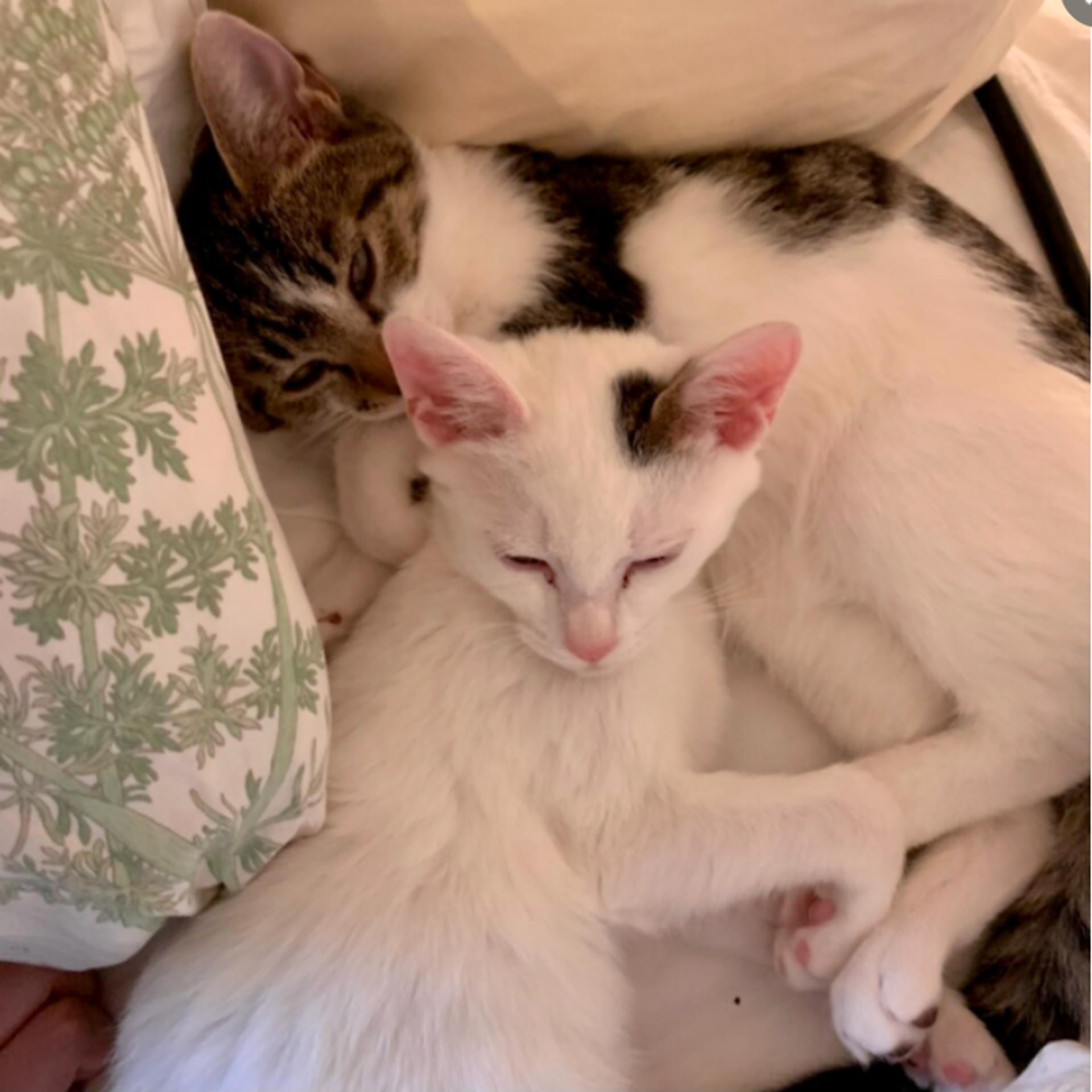 pet-image-4