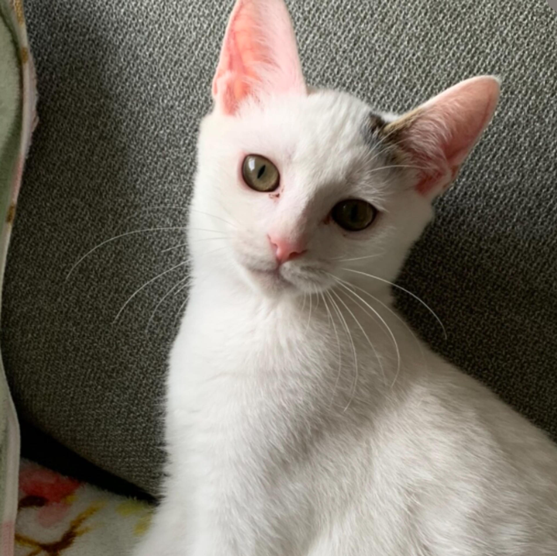 pet-image-5