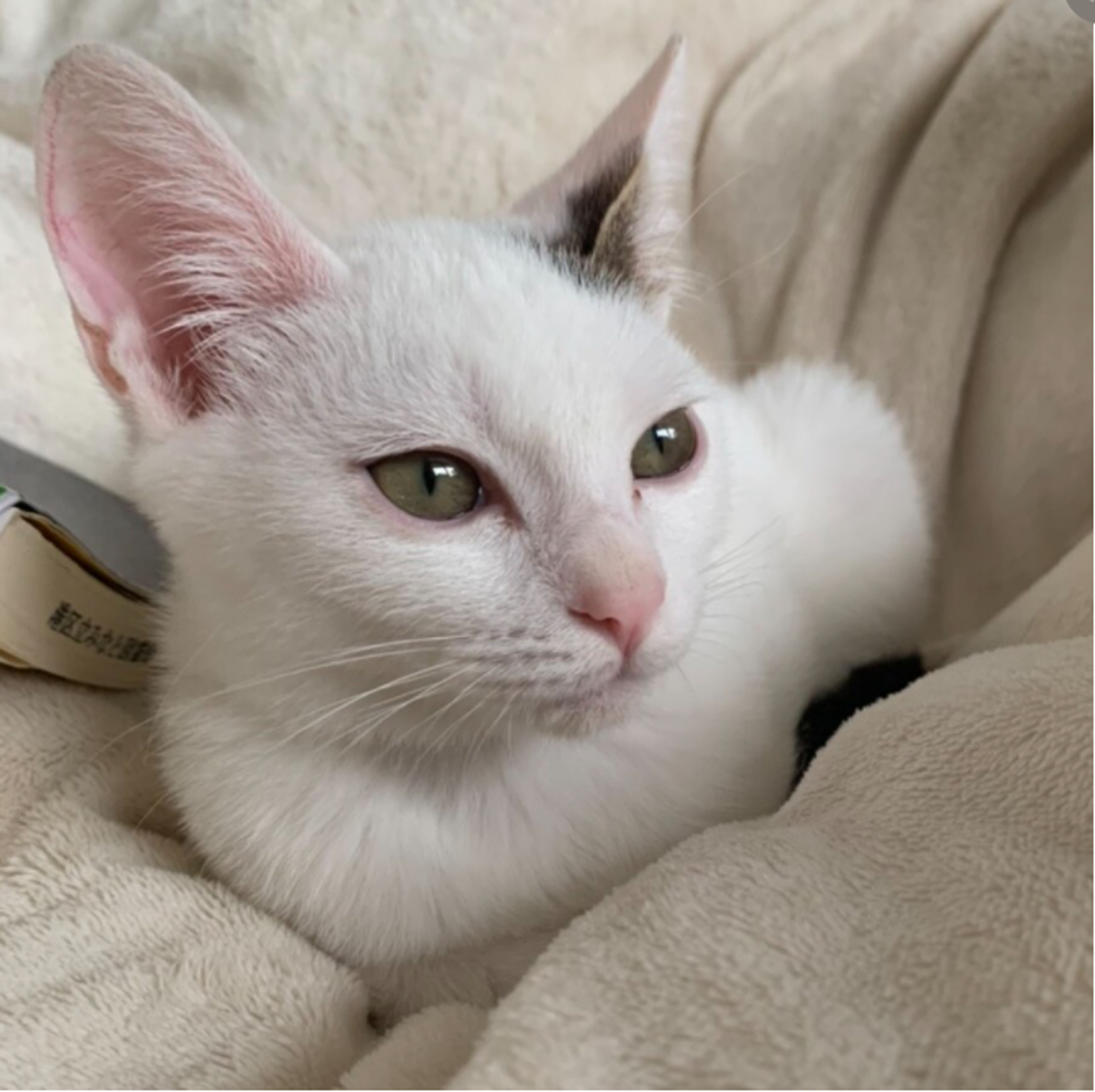 pet-image-6