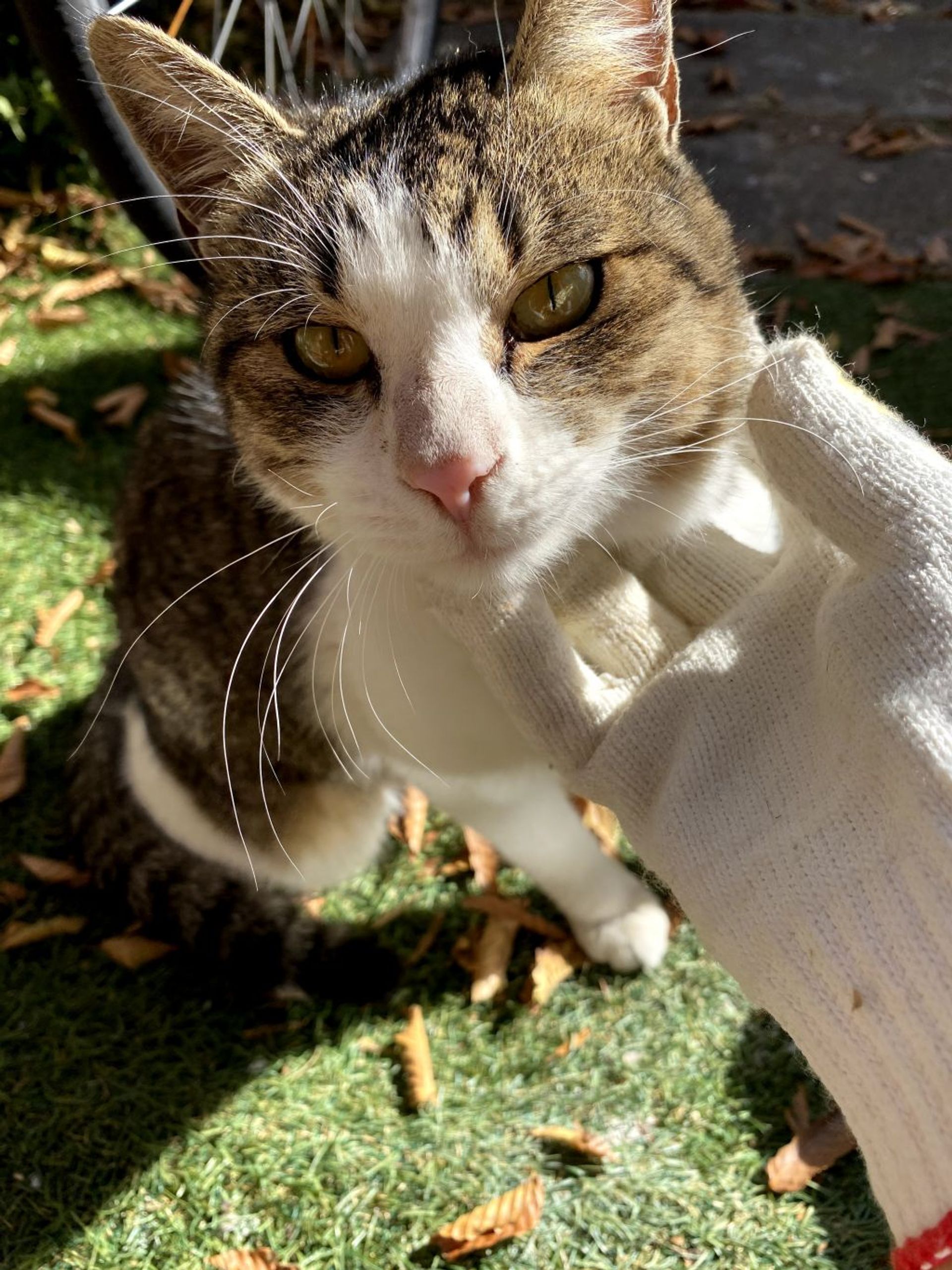 雑種（ミックス猫）・オスの里親募集の写真