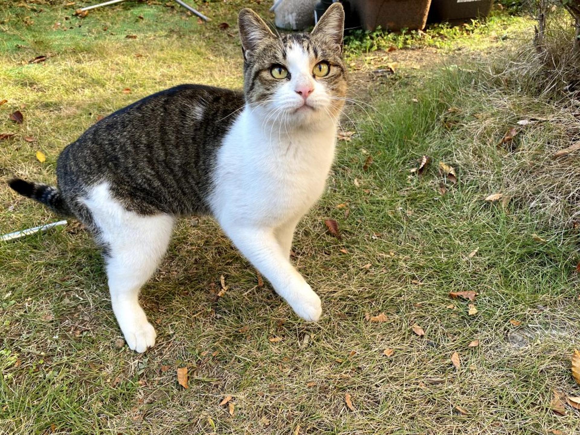 pet-image-3