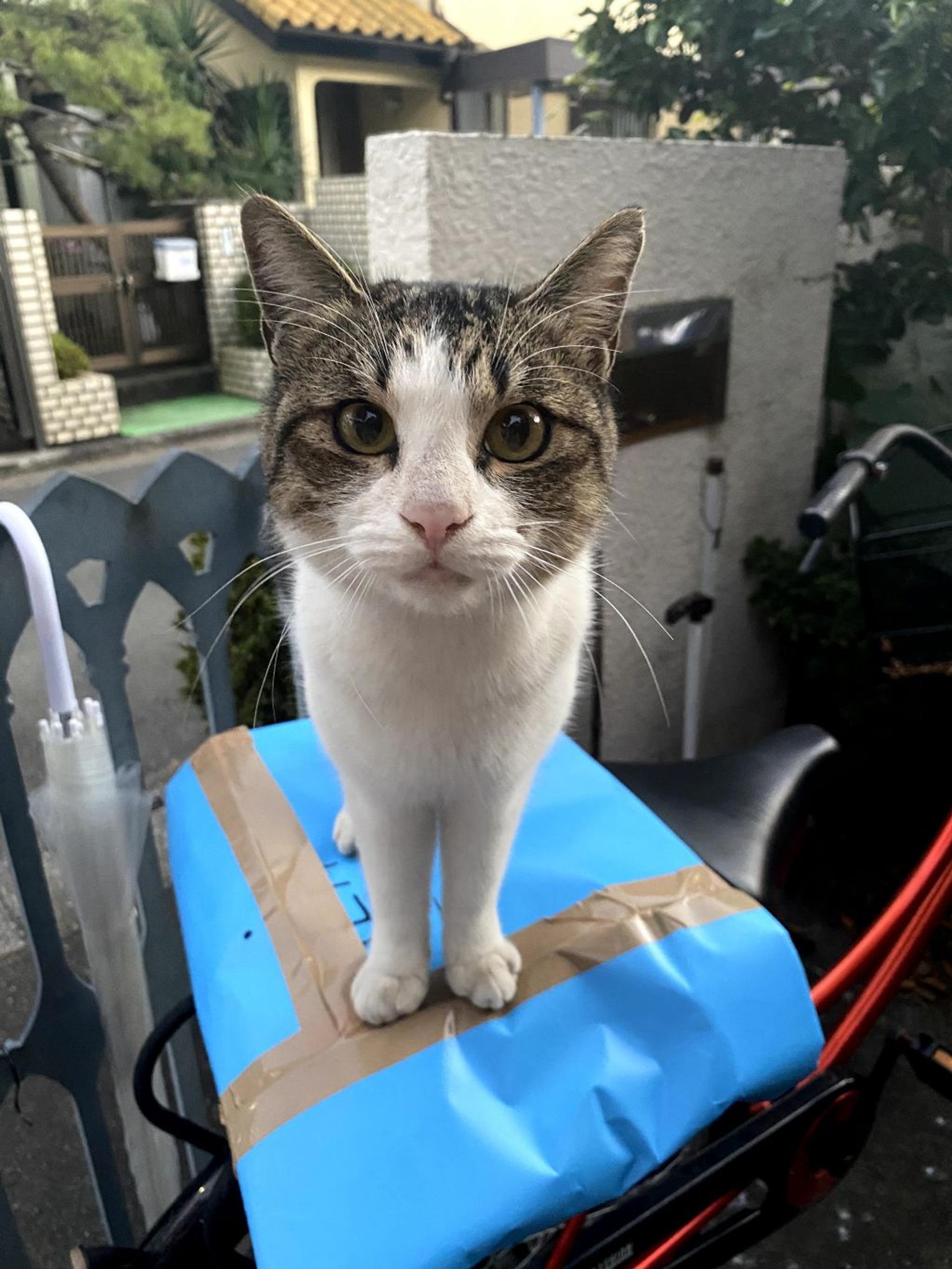 pet-image-4